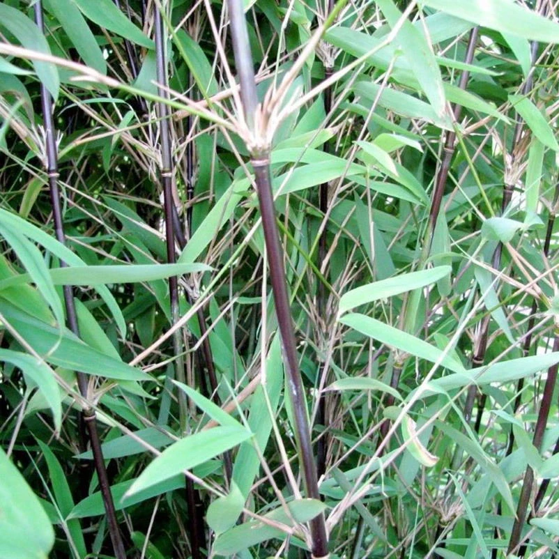 Bambus 'Dekorative Halme Rot/Schwarz', 2er-Set, Höhe 80-100cm, Topf 7,5+10 Liter – Bild 7