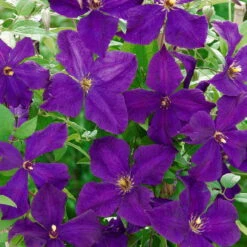 Clematis 'Polish Spirit', 2er-Set, Purpur, Höhe 60-80 Cm, Topf 2 Liter
