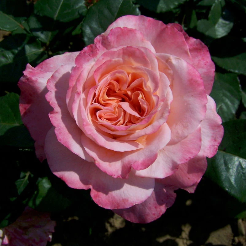 Duftende Edelrose 'Augusta Luise®', Rose - Aprikot, Topf 6 Liter – Bild 3