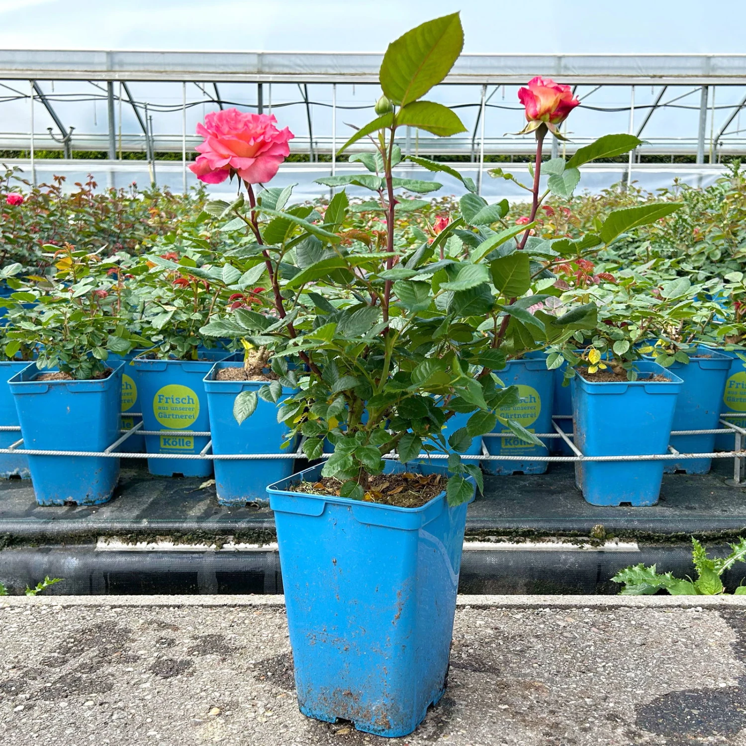 Duftende Edelrose 'Augusta Luise®', Rose - Aprikot, Topf 6 Liter – Bild 6