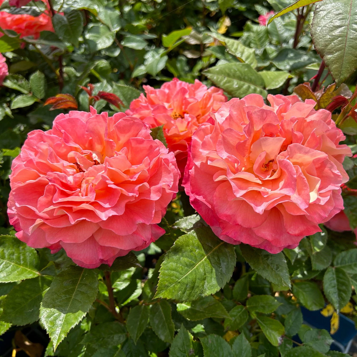 Duftende Edelrose 'Augusta Luise®', Rose - Aprikot, Topf 6 Liter – Bild 2