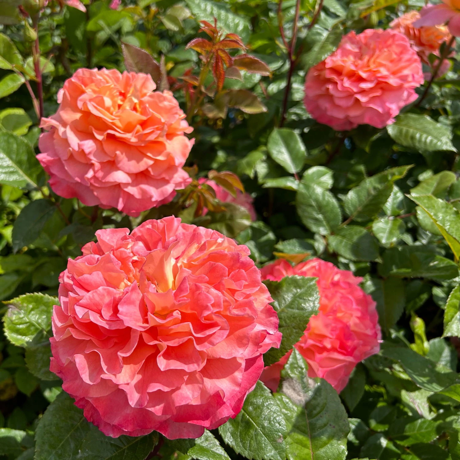 Duftende Edelrose 'Augusta Luise®', Rose - Aprikot, Topf 6 Liter – Bild 5