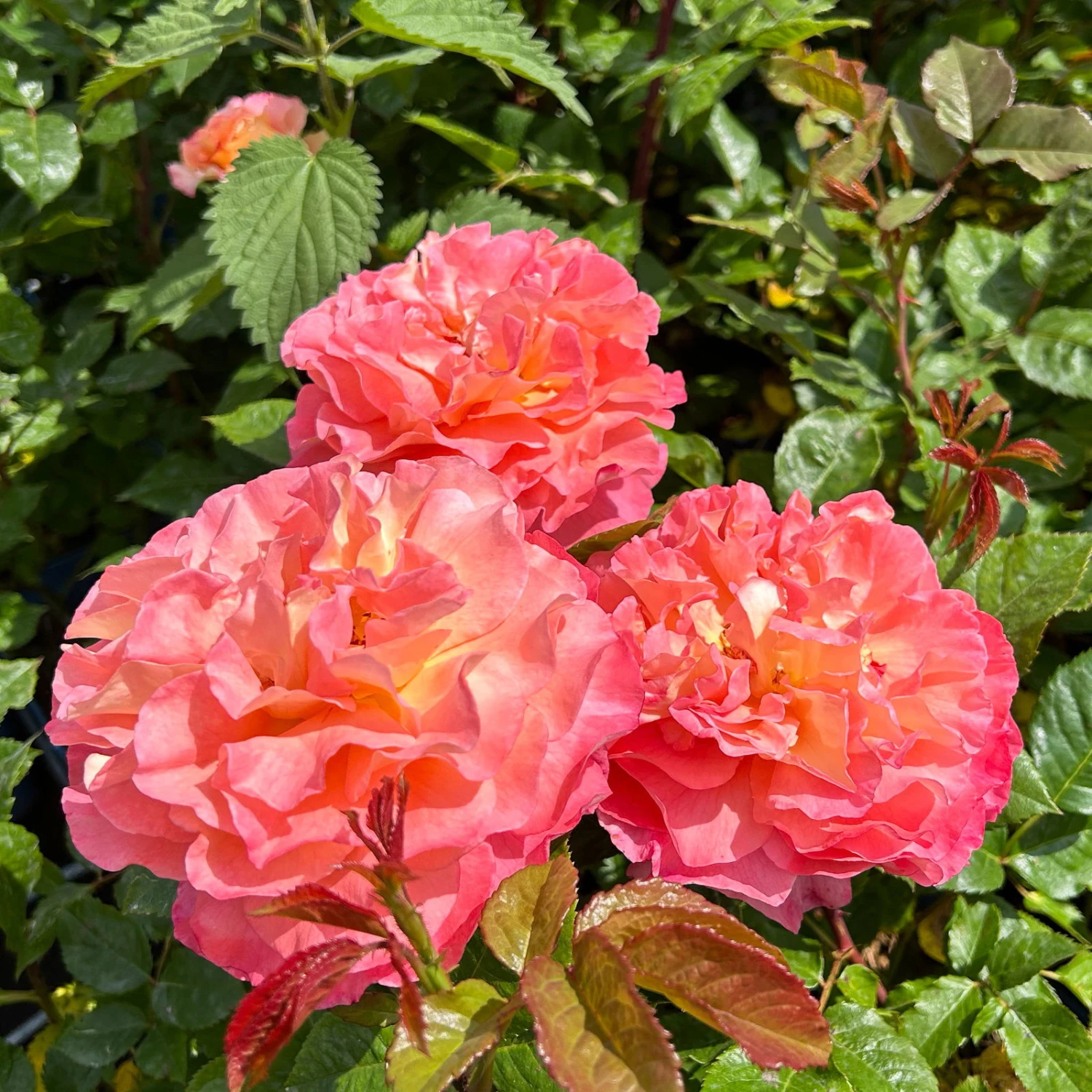 Duftende Edelrose 'Augusta Luise®', Rose - Aprikot, Topf 6 Liter – Bild 7
