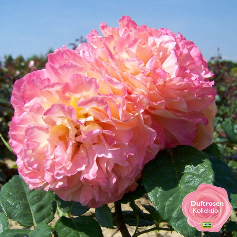 Duftende Edelrose 'Augusta Luise®', Rose - Aprikot, Topf 6 Liter – Bild 4