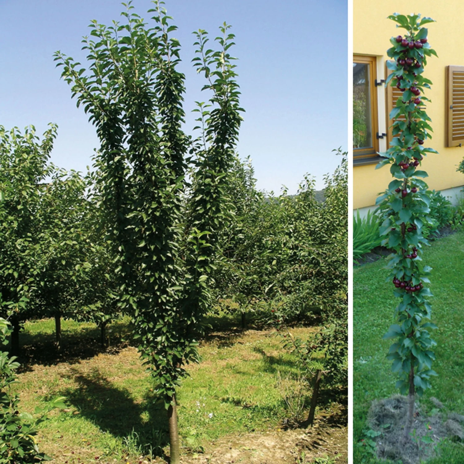 Kölle Bio Säulensauerkirsche 'Jachim'(S), 125-150 Cm Hoch, Topf 10 Liter