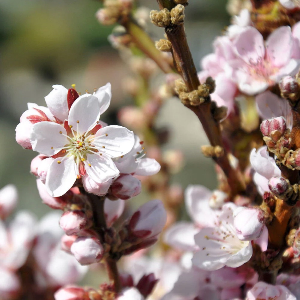 Kölle Bio Zwergpfirsich 'Amber'® Pix ZeeⓈ, Topf 7,5 Liter – Bild 4