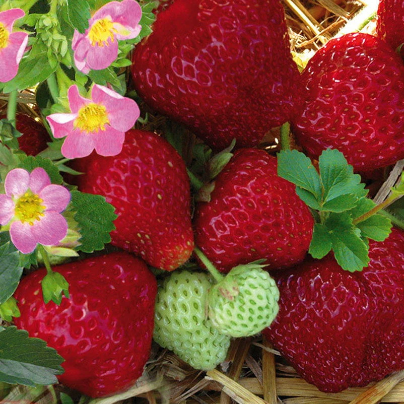 6er-Set Erdbeere Hummi® 'Merosa' öftertragend, Je Im 9 Cm Topf – Bild 2