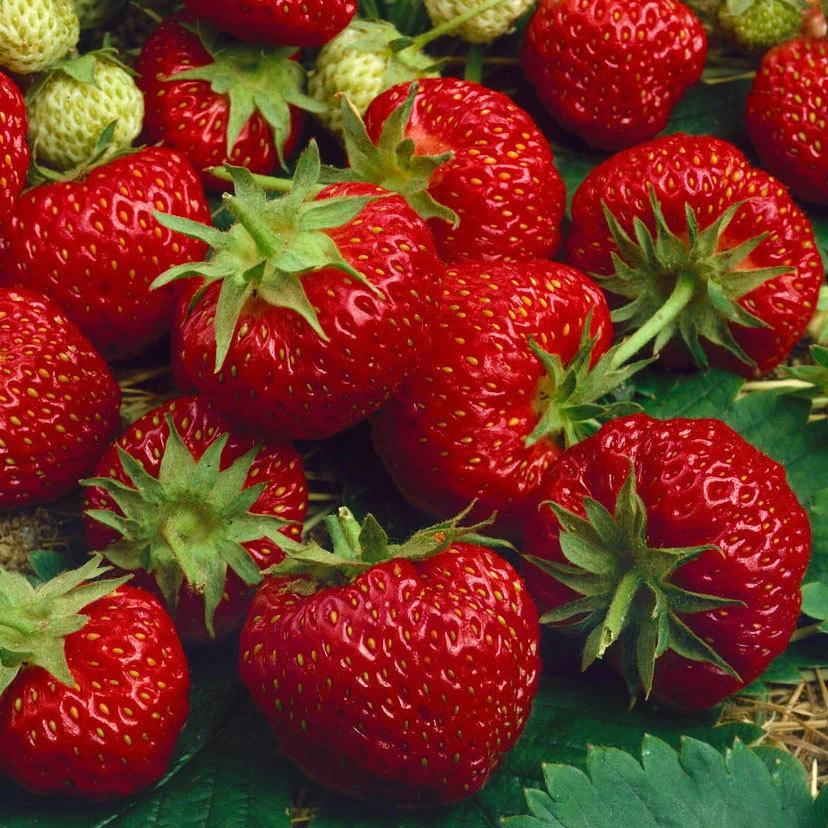 6er-Set Erdbeere Hummi® 'Merosa' öftertragend, Je Im 9 Cm Topf – Bild 3