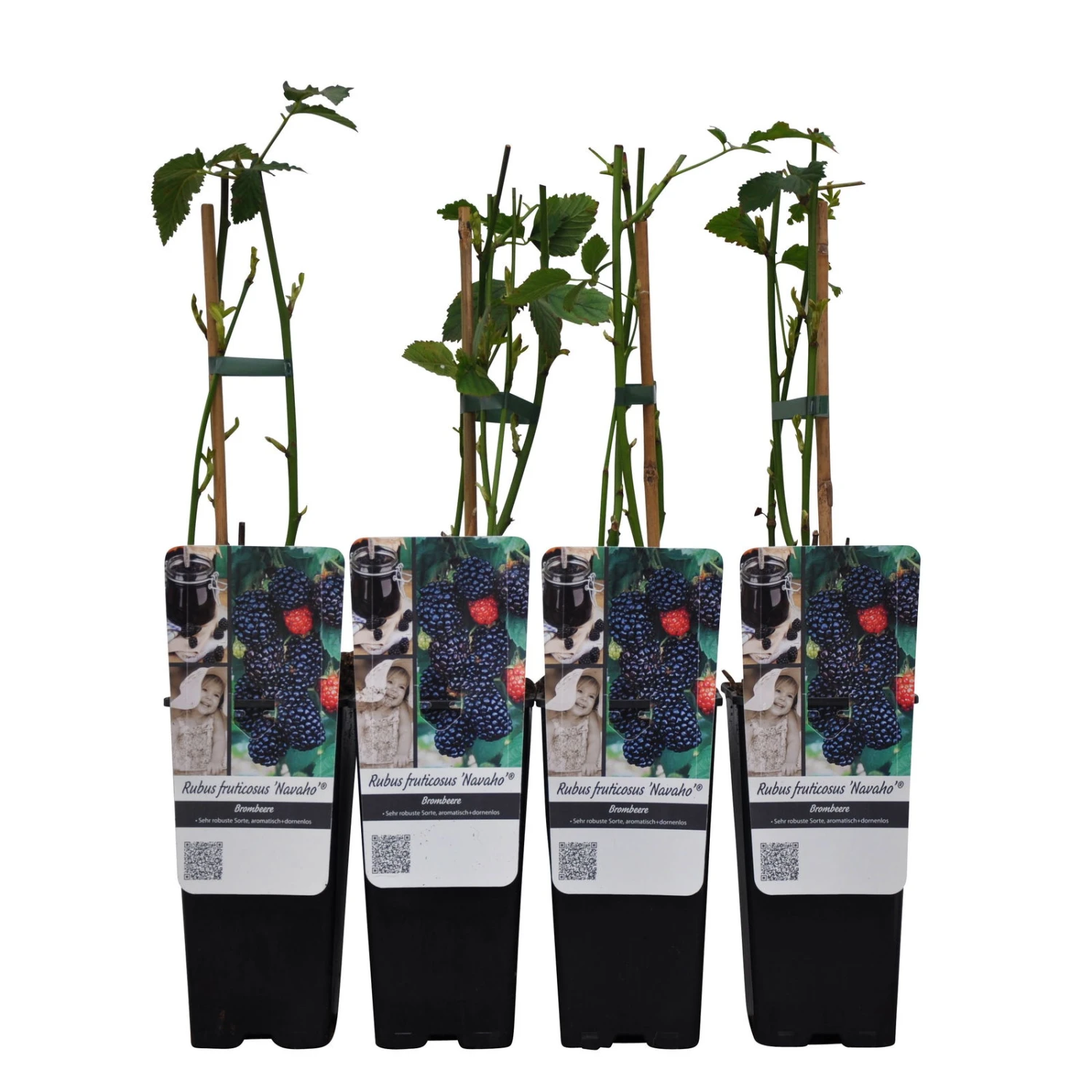 Brombeere,'Navaho'® Arapaho(s), 4er-Set, Topf 2 Liter – Bild 2