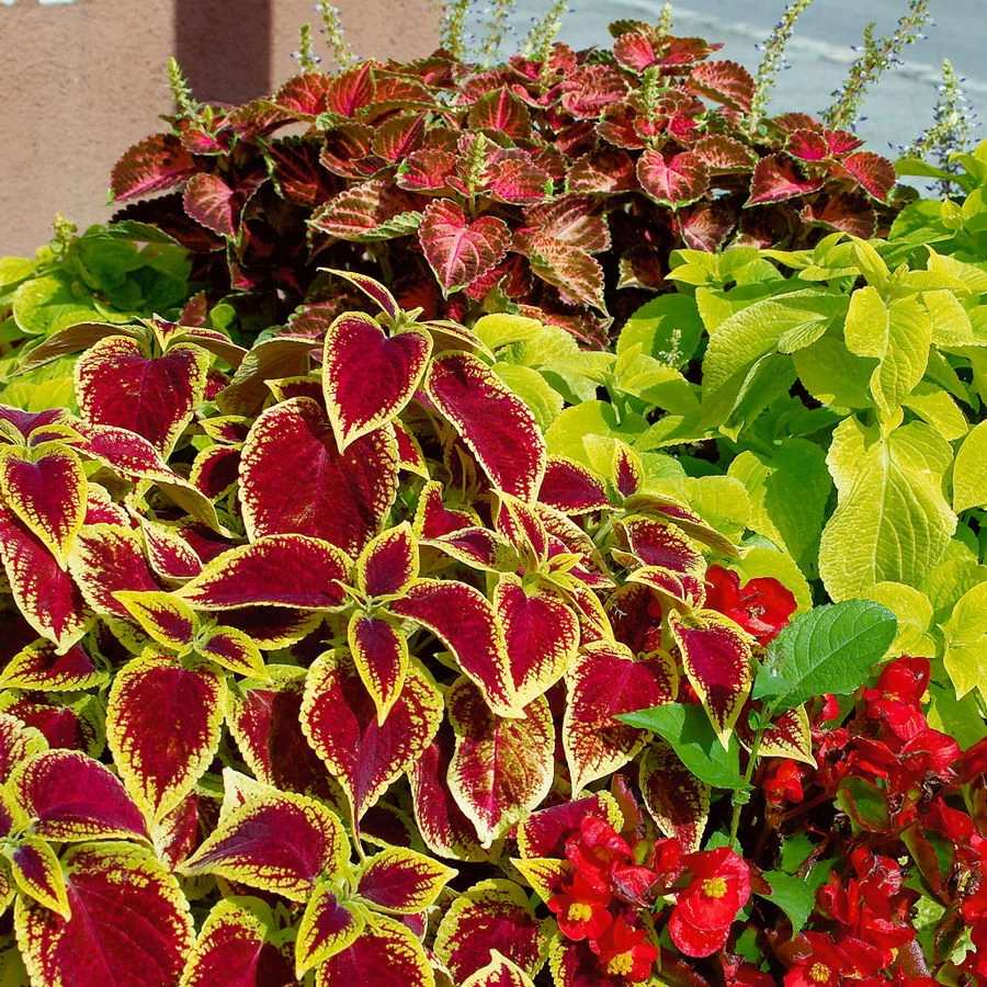 Buntnessel Und Zauberschnee™ Bunt Und Weiß, Topf-Ø 12 Cm, 6er-Set – Bild 2