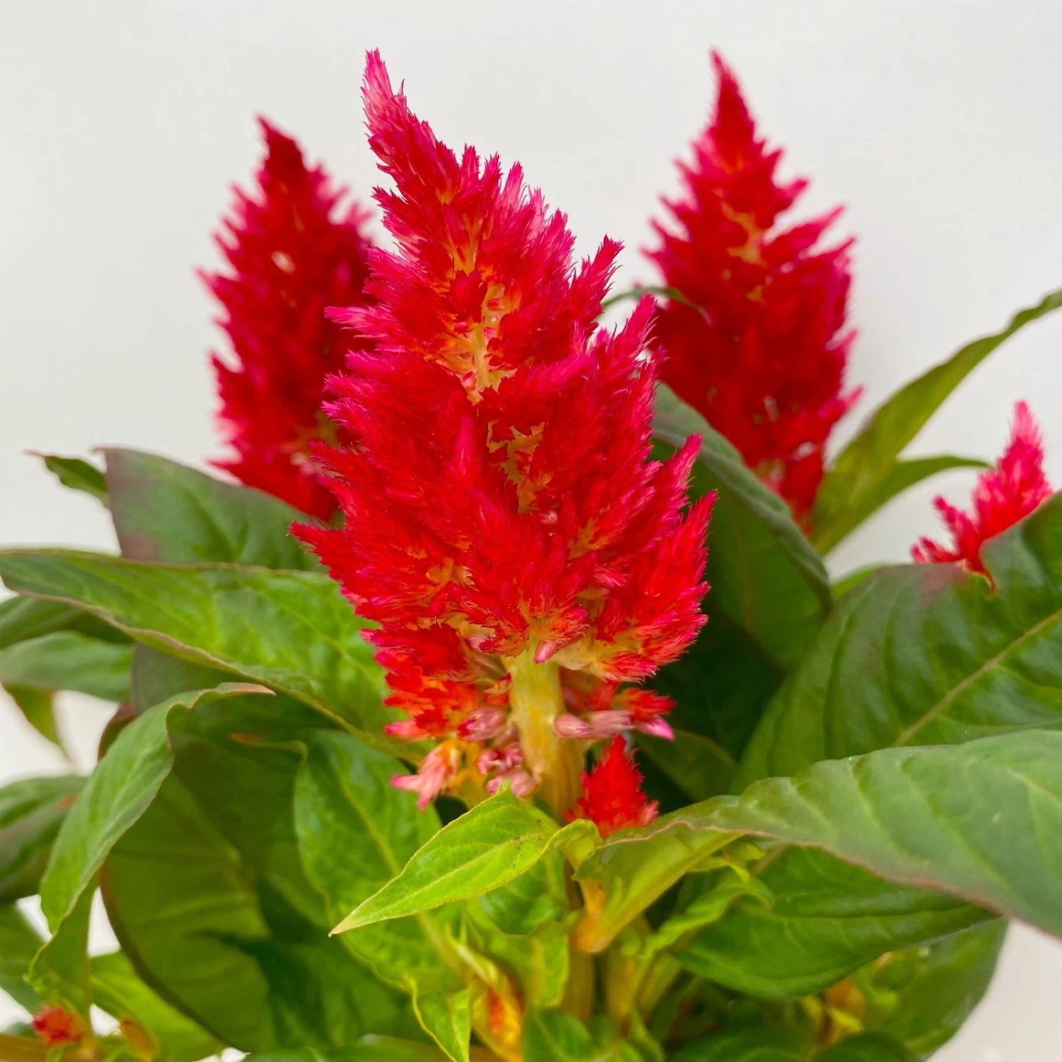 Celosia 'Kelos Fire Red' Rot, Topf-Ø 12 Cm, 6er-Set – Bild 5