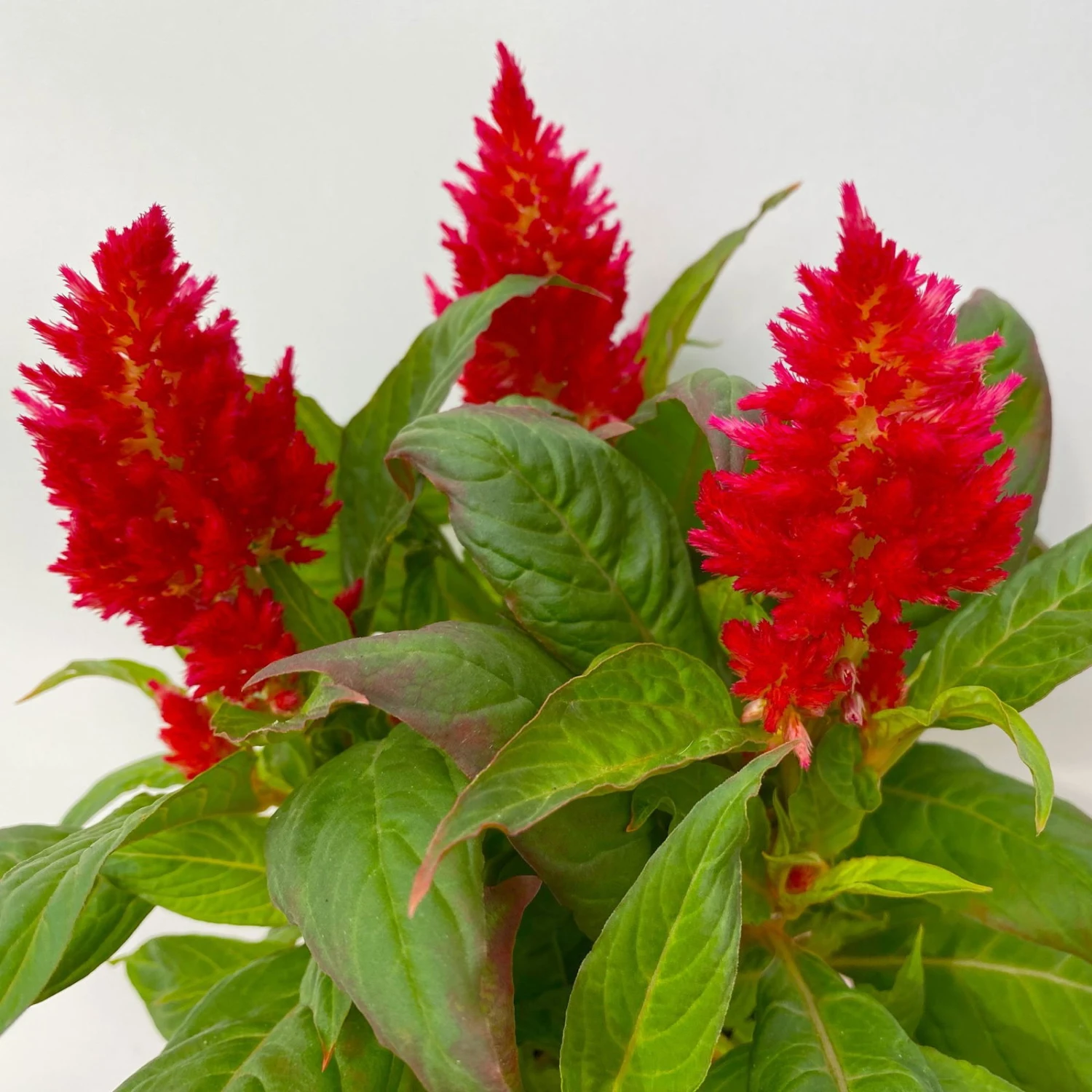 Celosia 'Kelos Fire Red' Rot, Topf-Ø 12 Cm, 6er-Set – Bild 4