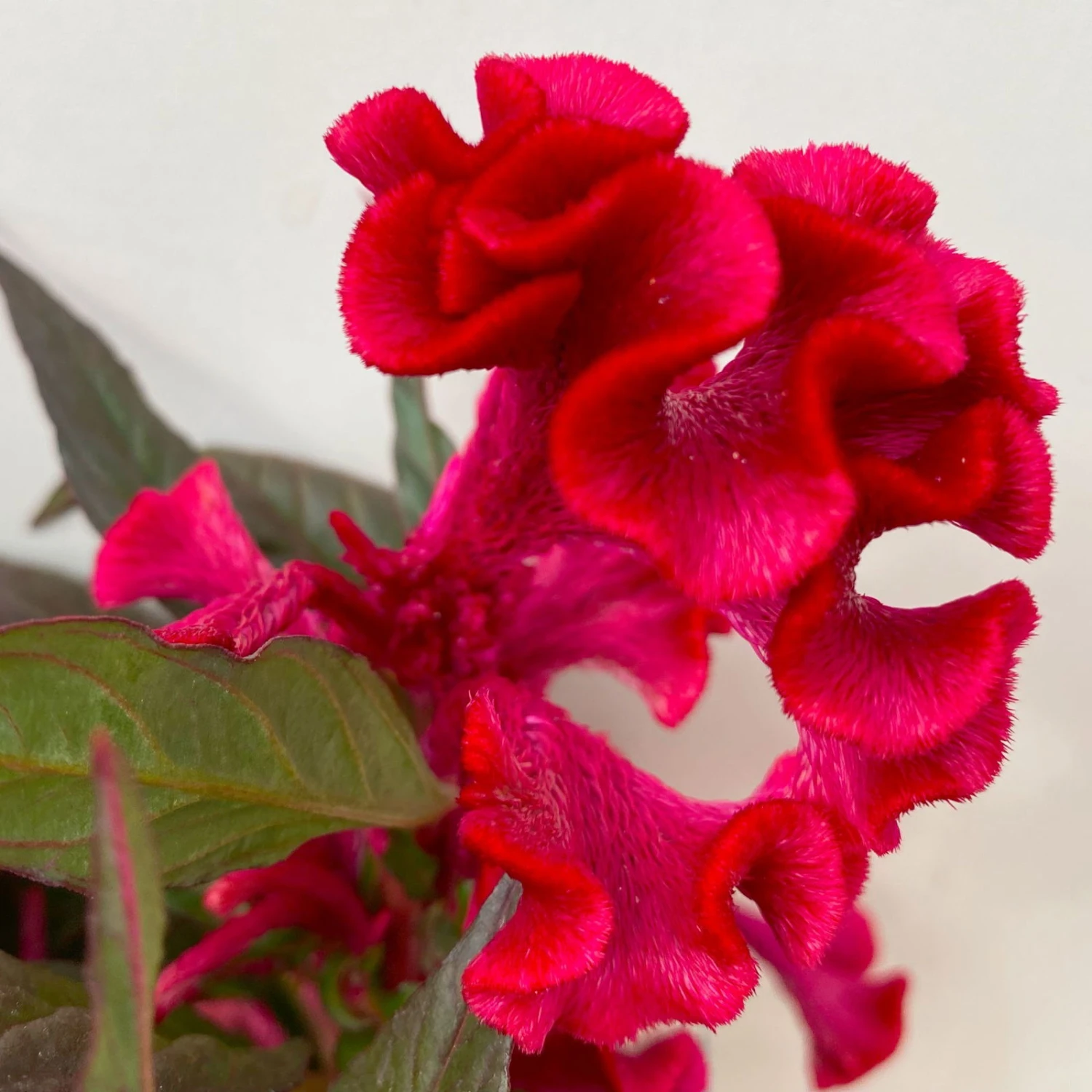 Celosia 'Hot Topic Red' Rot, Topf-Ø 12 Cm, 6er-Set – Bild 5