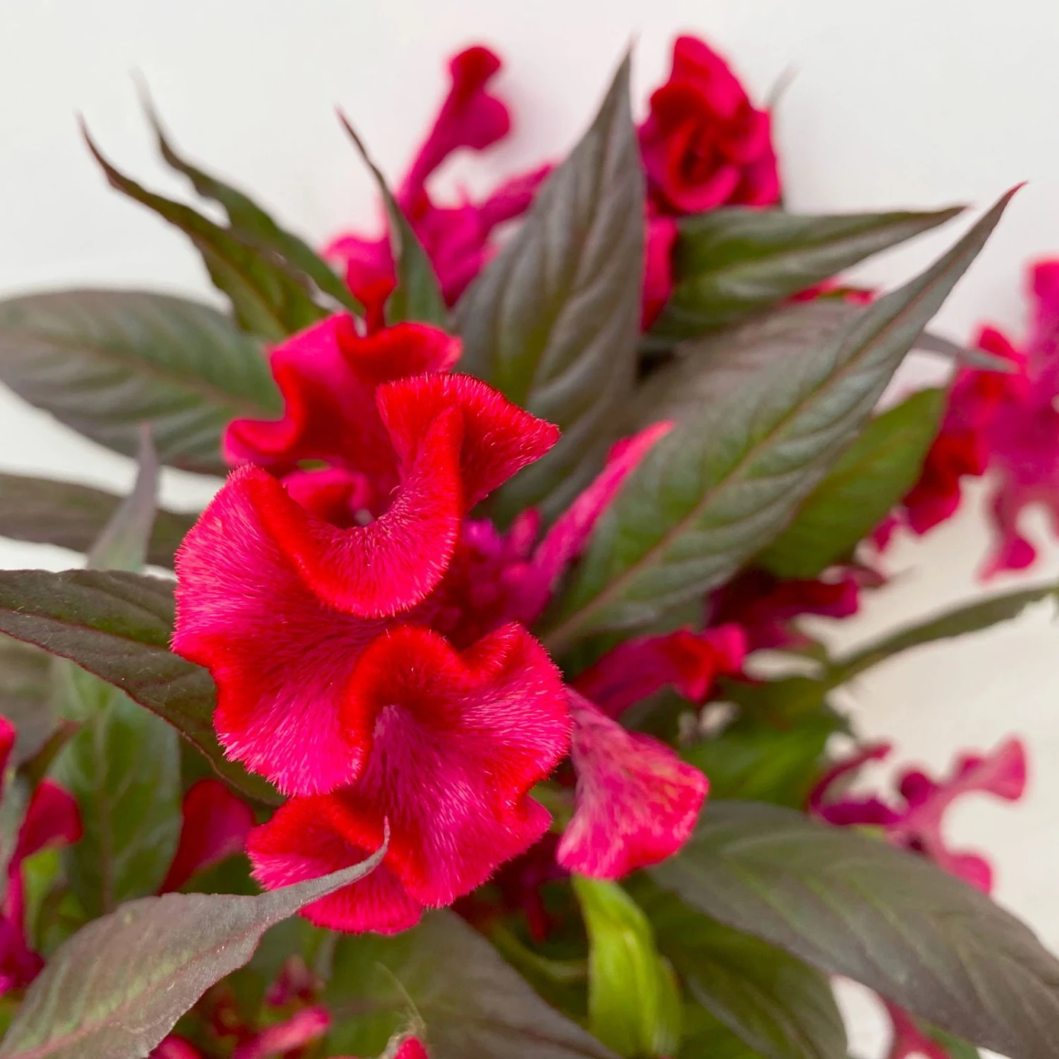 Celosia 'Hot Topic Red' Rot, Topf-Ø 12 Cm, 6er-Set – Bild 4