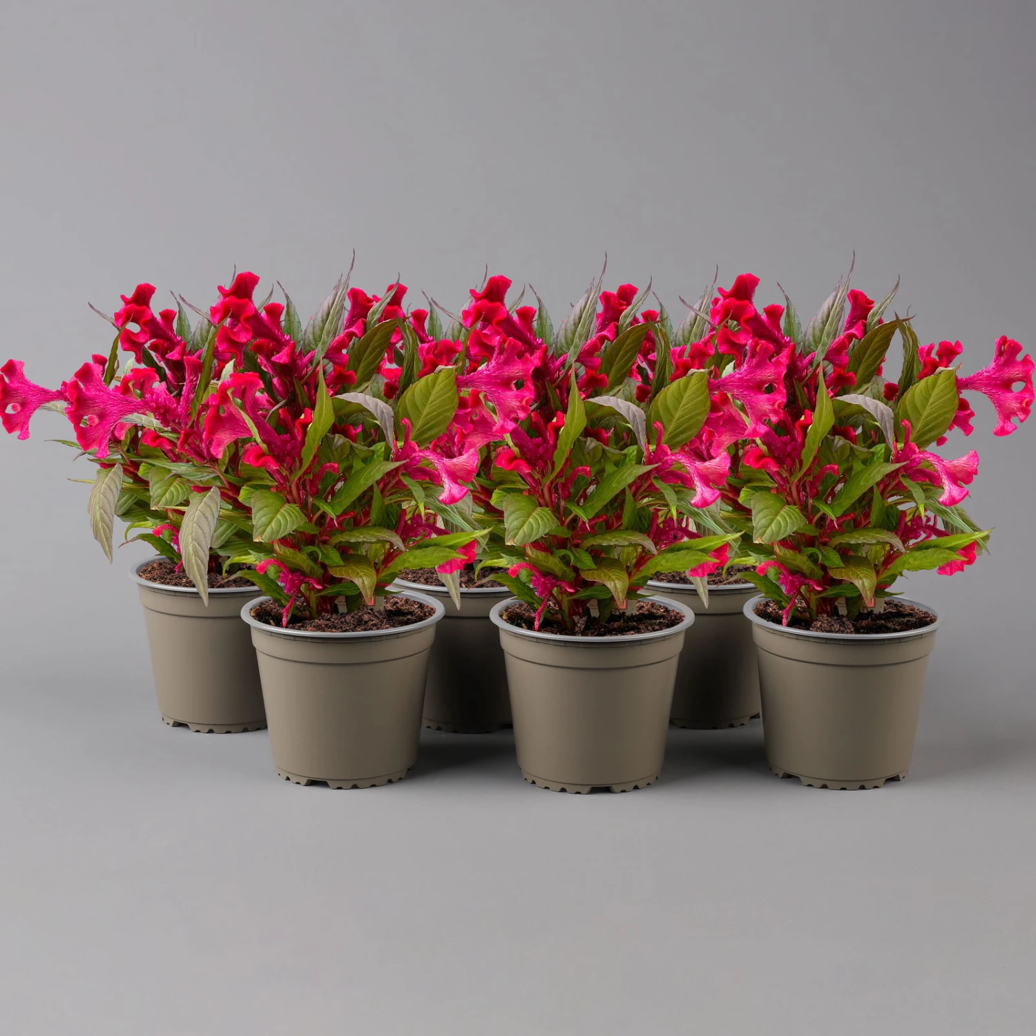 Celosia 'Hot Topic Red' Rot, Topf-Ø 12 Cm, 6er-Set – Bild 2