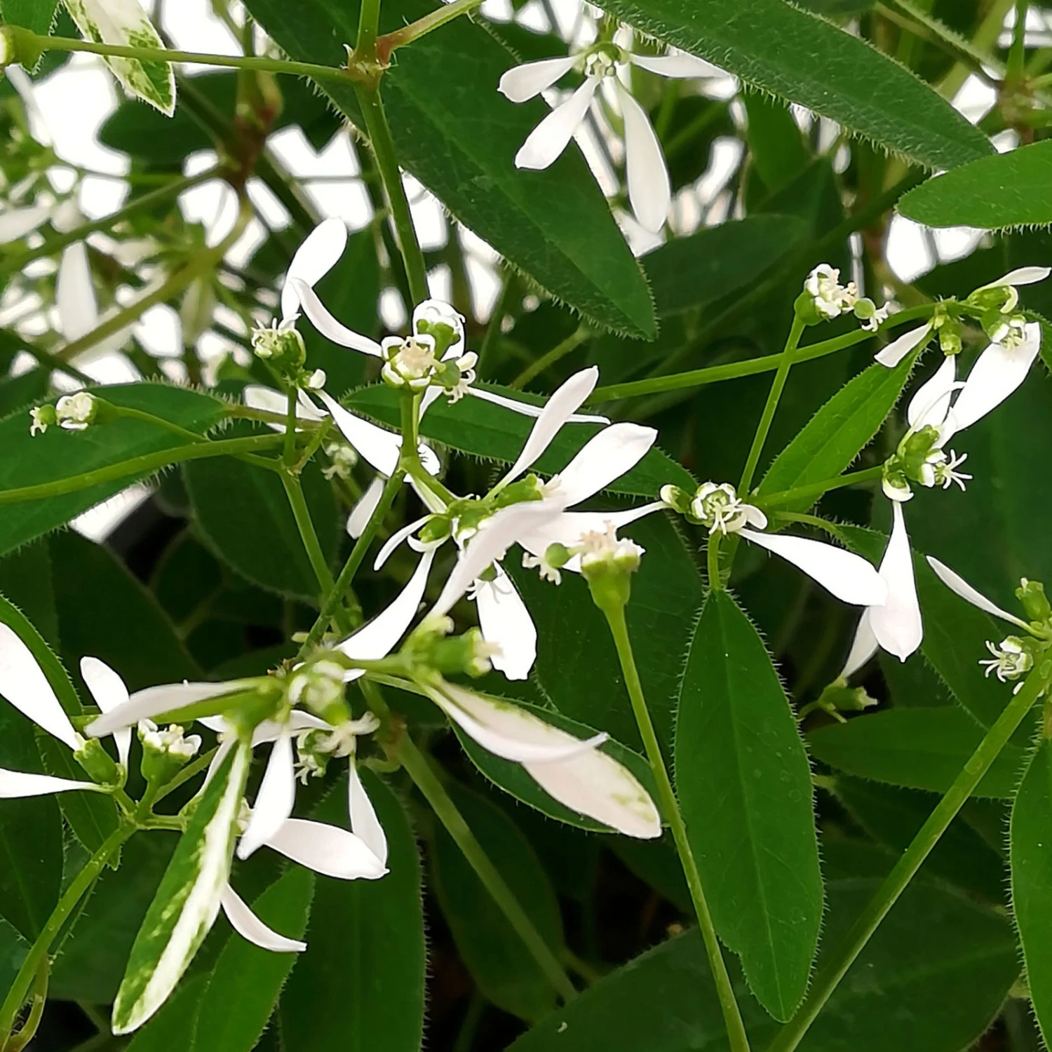 Petunie 'Mystery Sky' & Schneewolke Dunkelblau-weiß, Ampeltopf-Ø 25/27 Cm – Bild 6