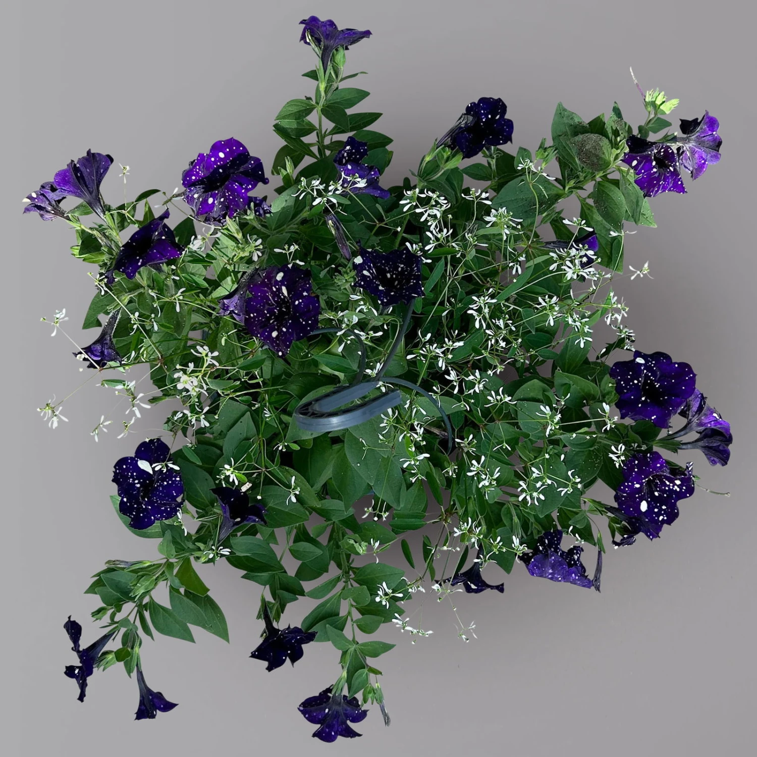 Petunie 'Mystery Sky' & Schneewolke Dunkelblau-weiß, Ampeltopf-Ø 25/27 Cm – Bild 2