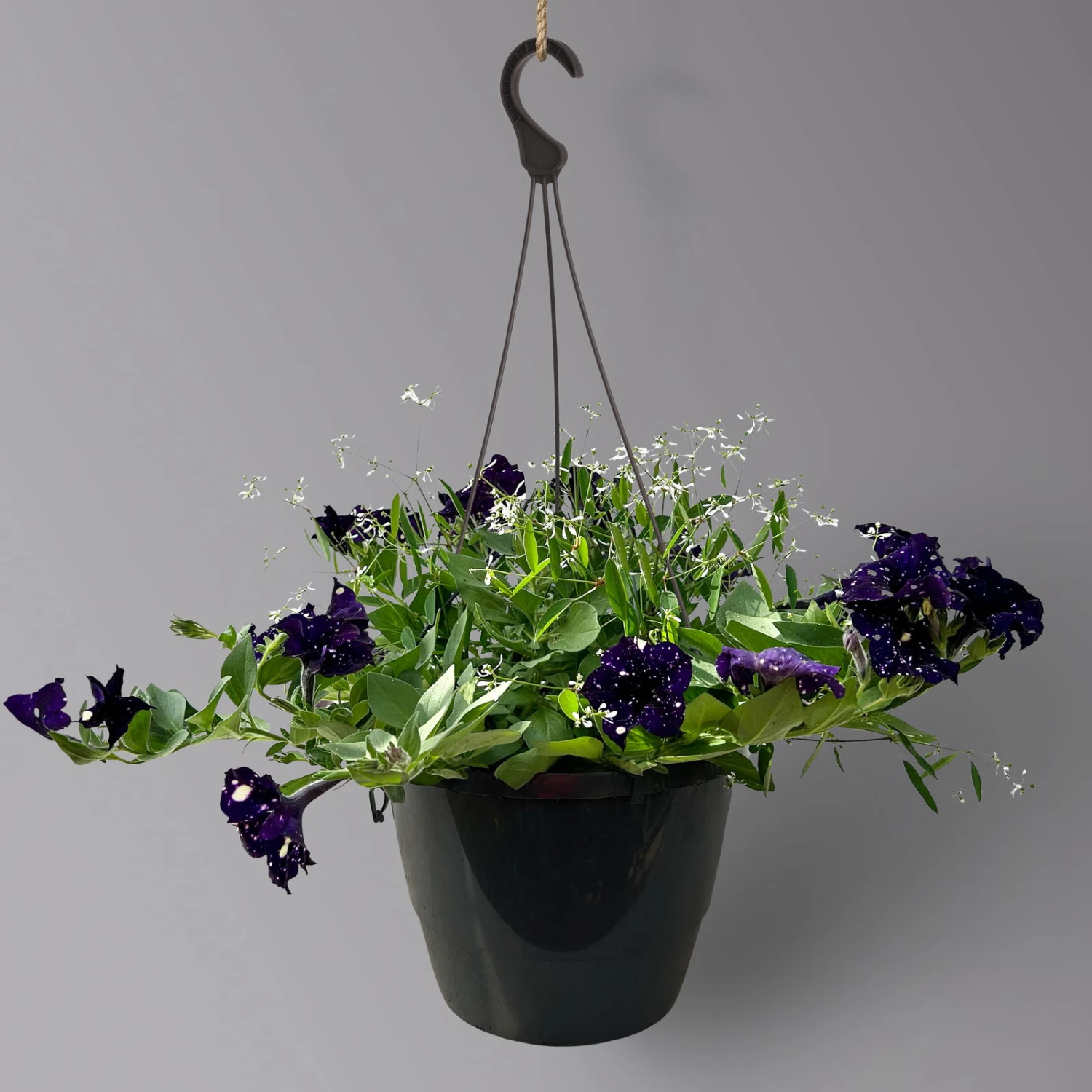 Petunie 'Mystery Sky' & Schneewolke Dunkelblau-weiß, Ampeltopf-Ø 25/27 Cm