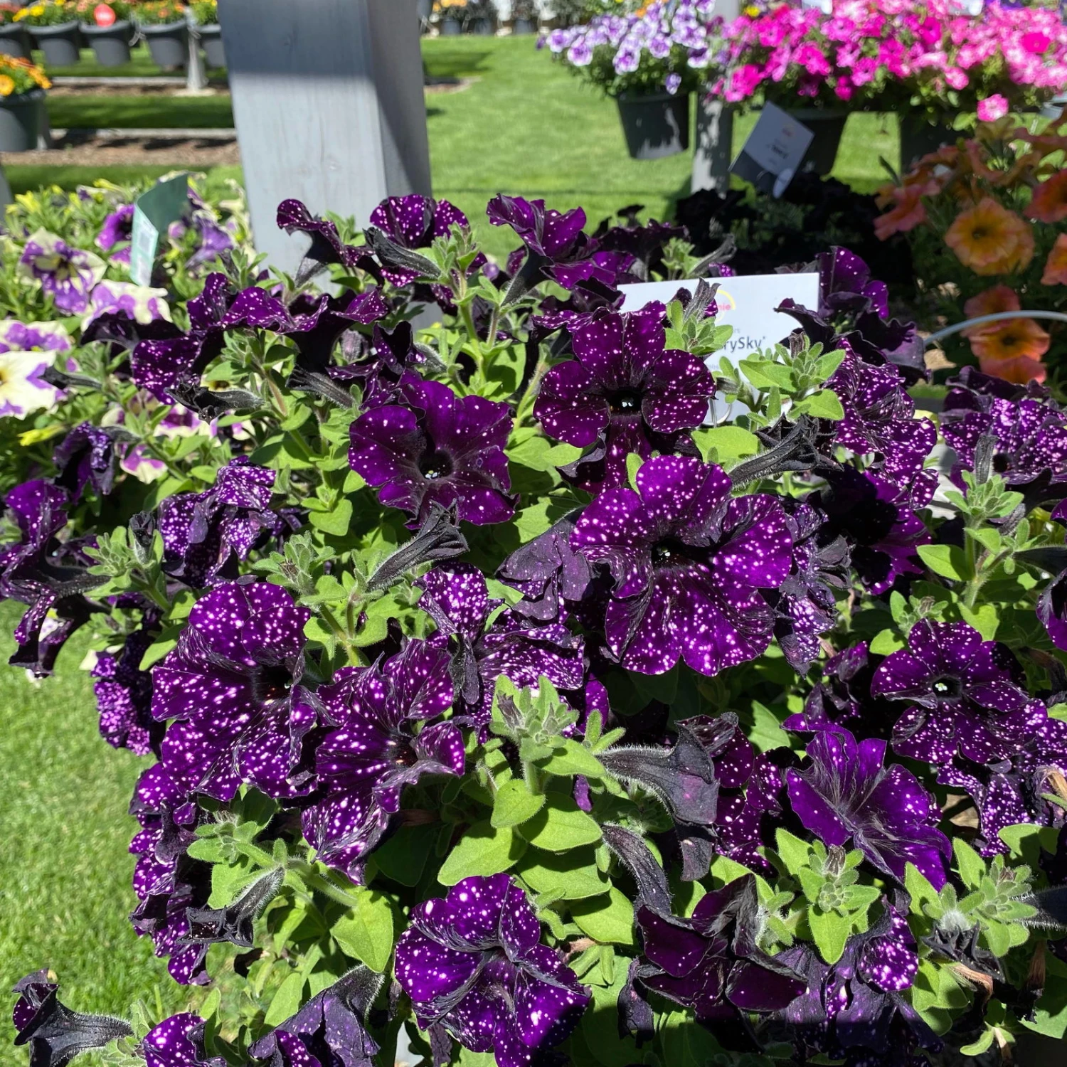 Petunie 'Mystery Sky' & Schneewolke Dunkelblau-weiß, Ampeltopf-Ø 25/27 Cm – Bild 7