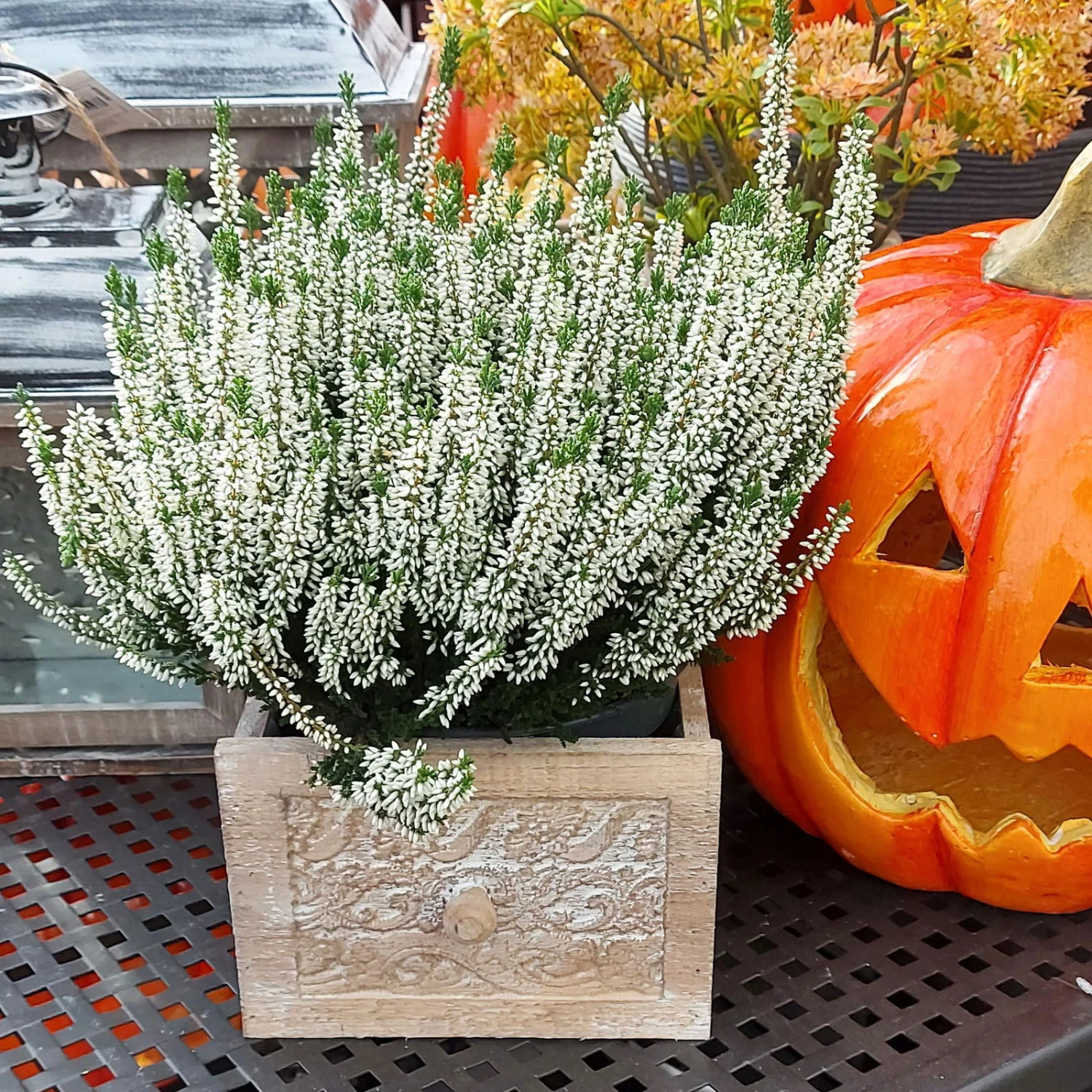 Knospenheide, Weiß, Topf-Ø 17 Cm, 3er-Set – Bild 6