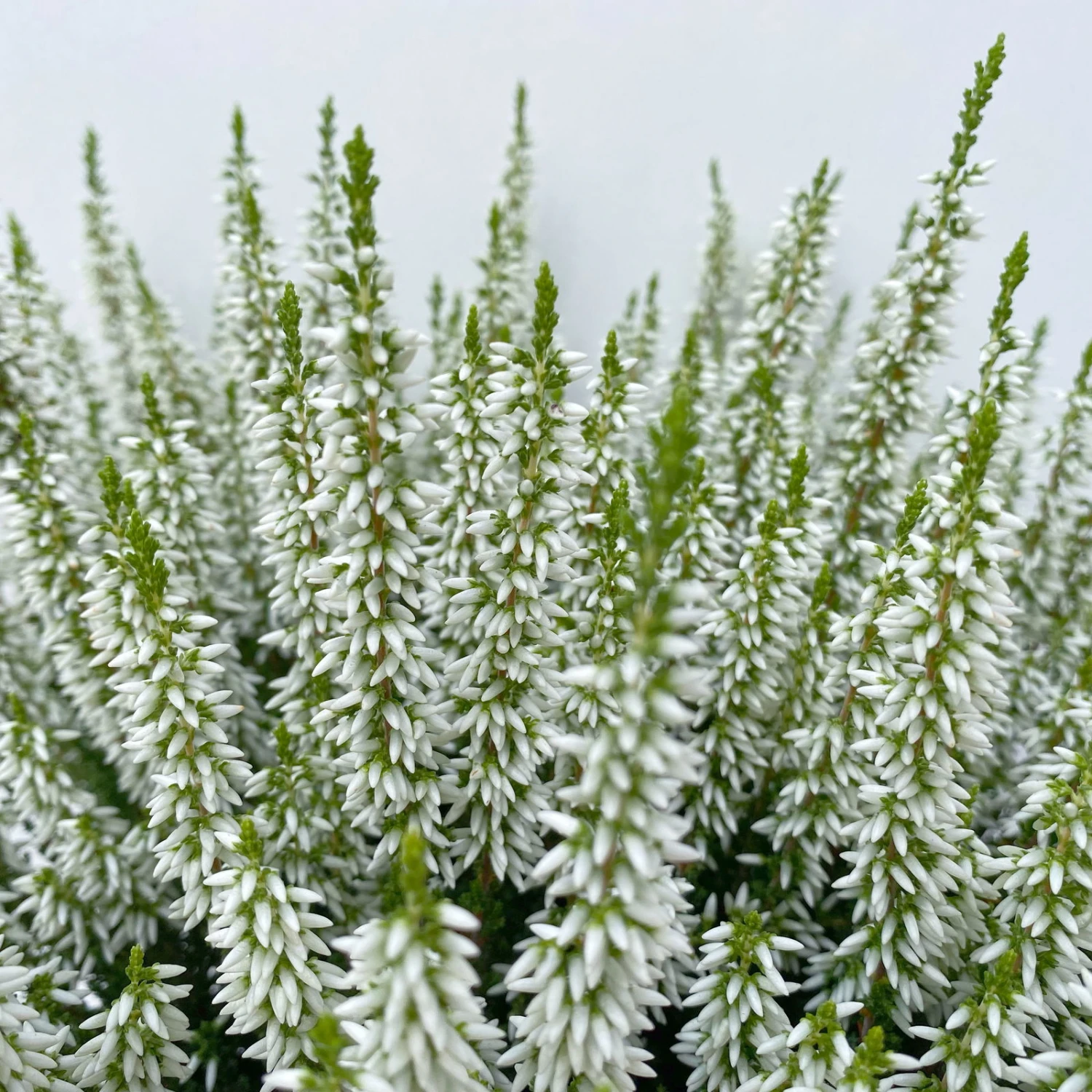 Knospenheide, Weiß, Topf-Ø 17 Cm, 3er-Set – Bild 9