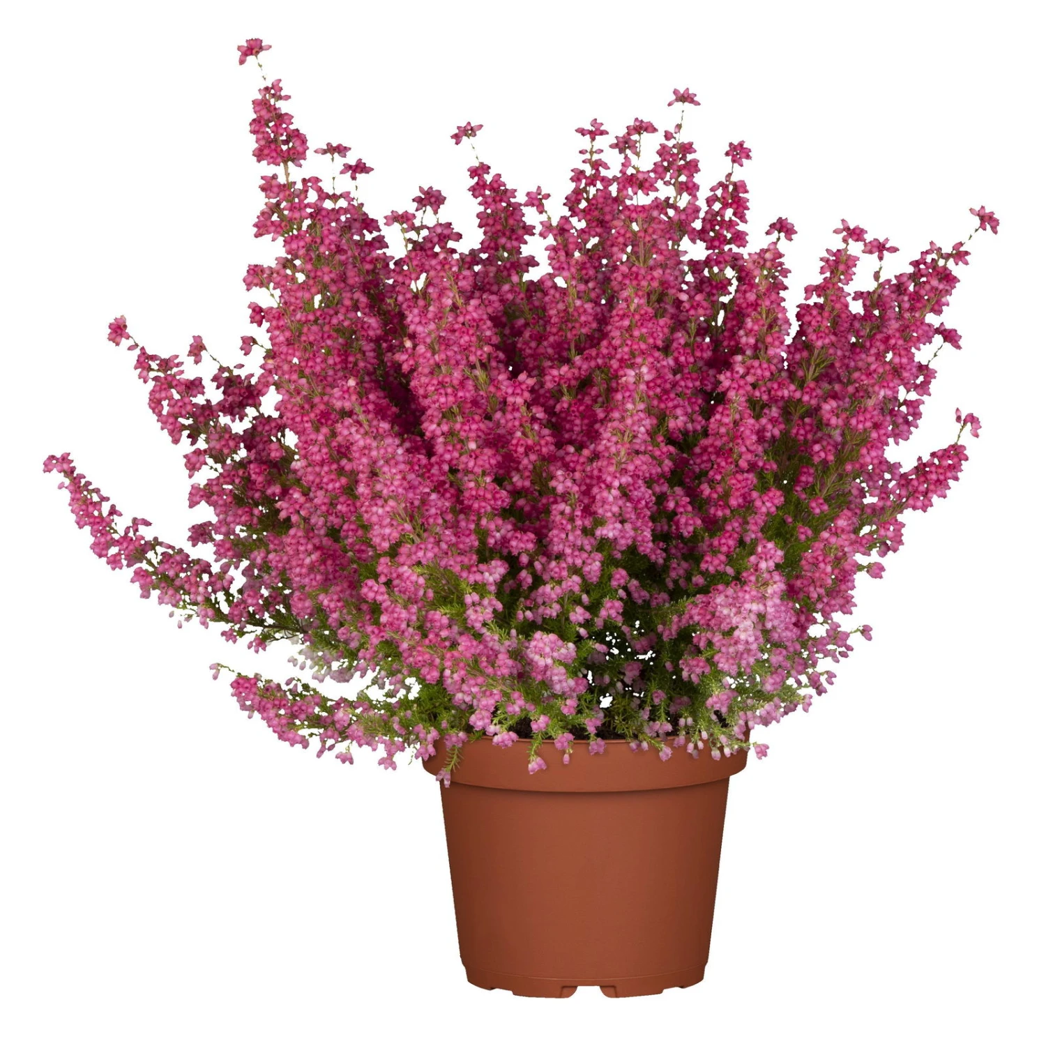 Glockenheide Rosa/rot, Farbe Nach Verfügbarkeit, Topf-Ø 11cm, 6er-Set – Bild 3