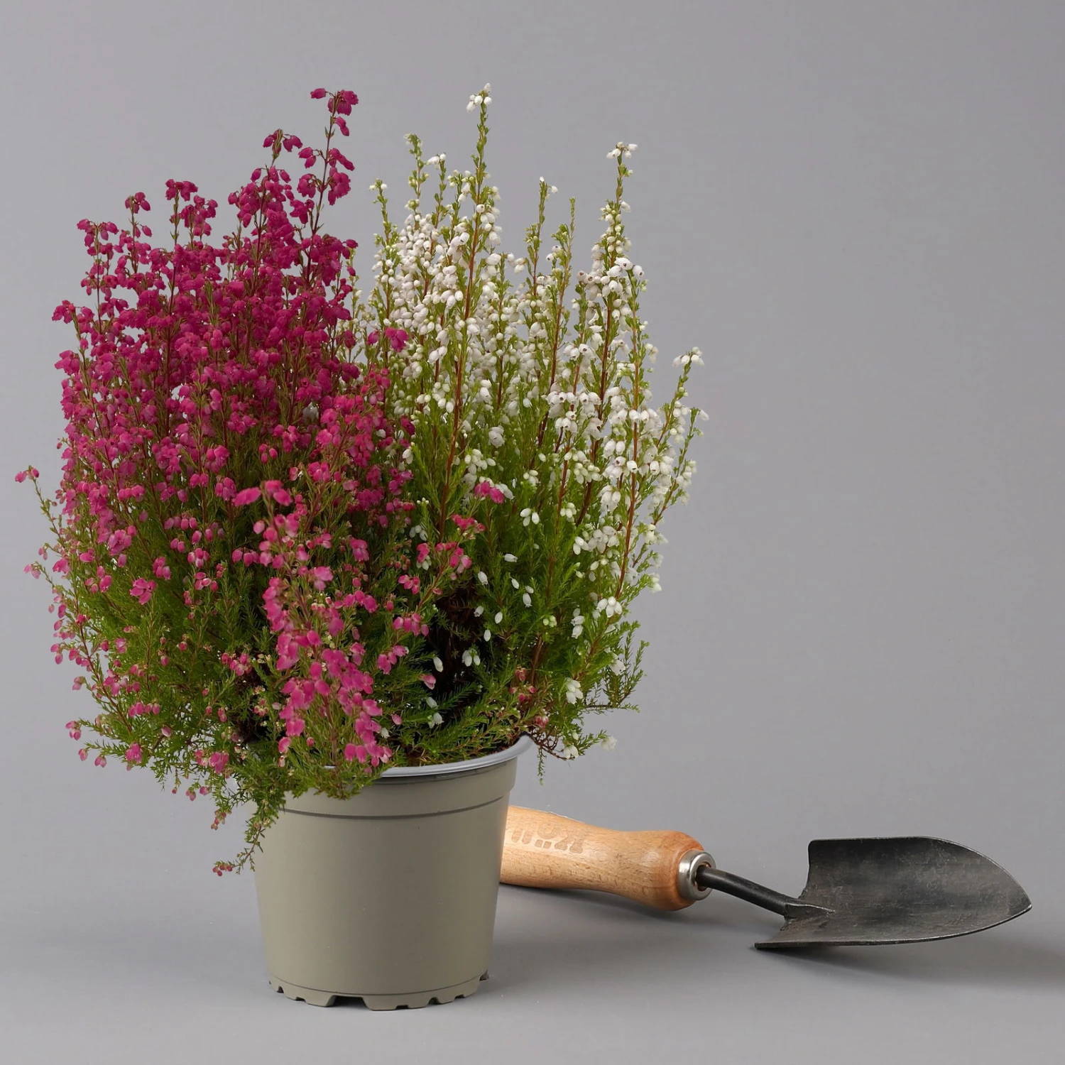 Glockenheide 'Duo', Rot-weiß, Topf-Ø 12cm, 6er-Set – Bild 3