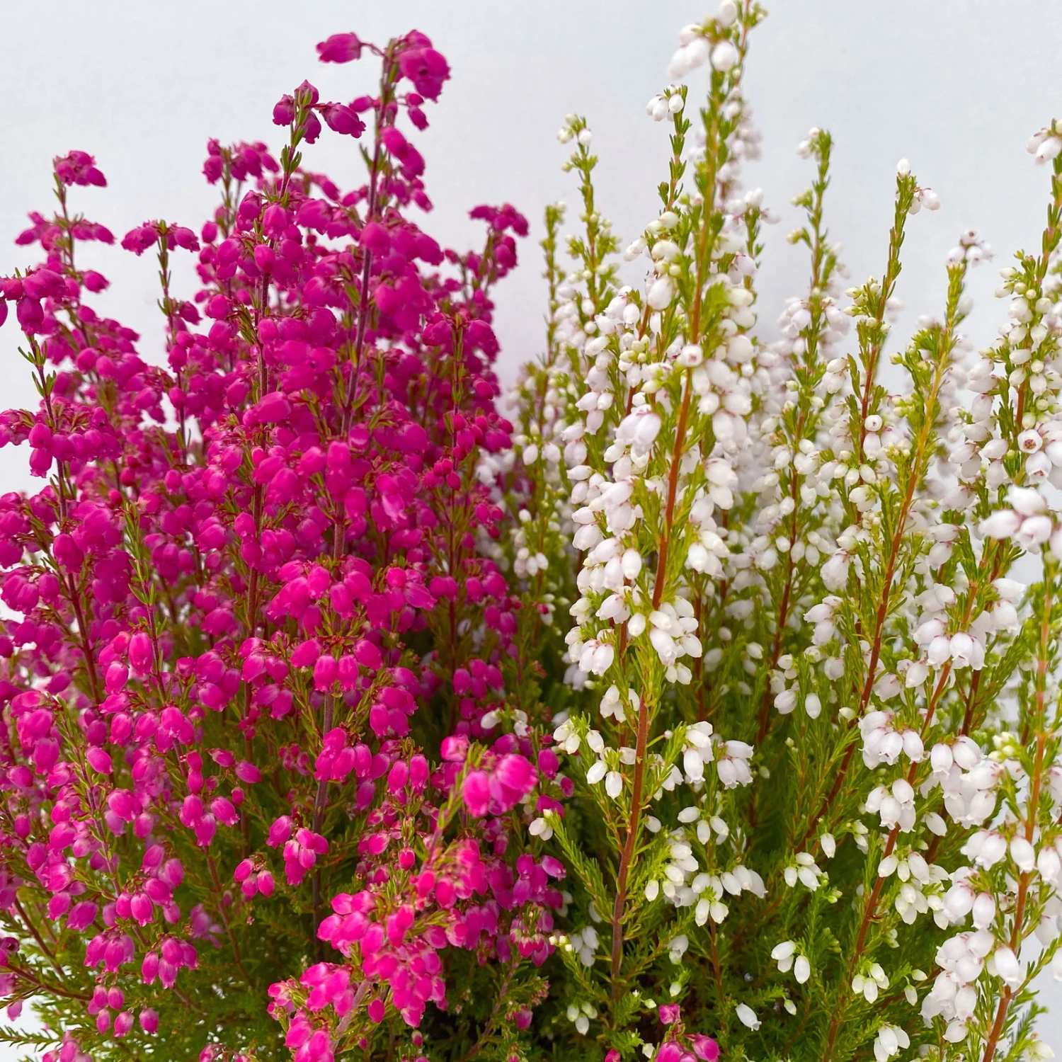 Glockenheide 'Duo', Rot-weiß, Topf-Ø 12cm, 6er-Set – Bild 5
