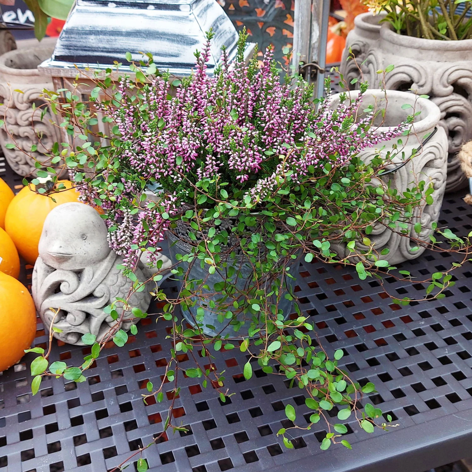 Knospenheide & Mühlenbeckia Mix Rosa, Topf-Ø 13cm, 6er-Set – Bild 3