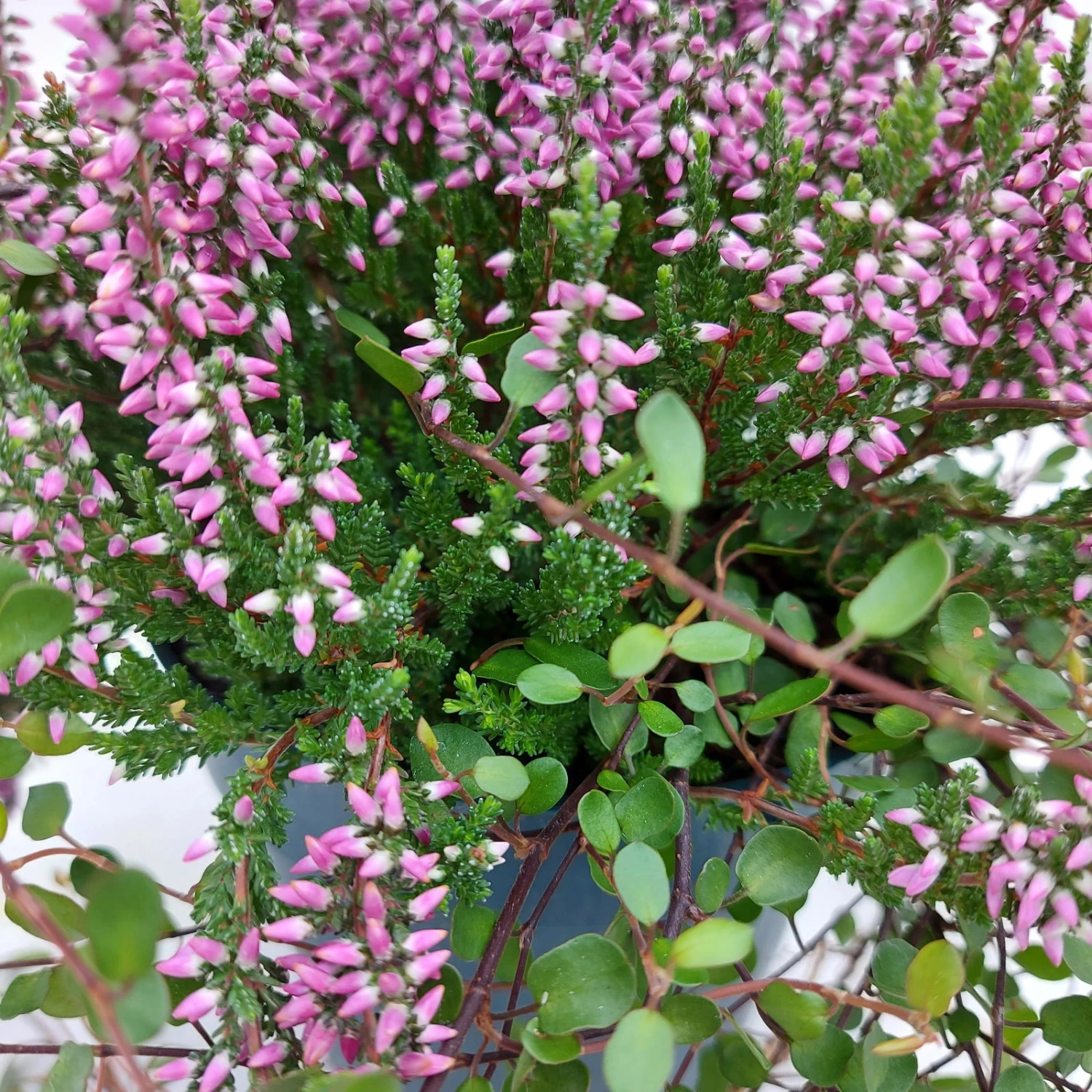 Knospenheide & Mühlenbeckia Mix Rosa, Topf-Ø 13cm, 6er-Set – Bild 2