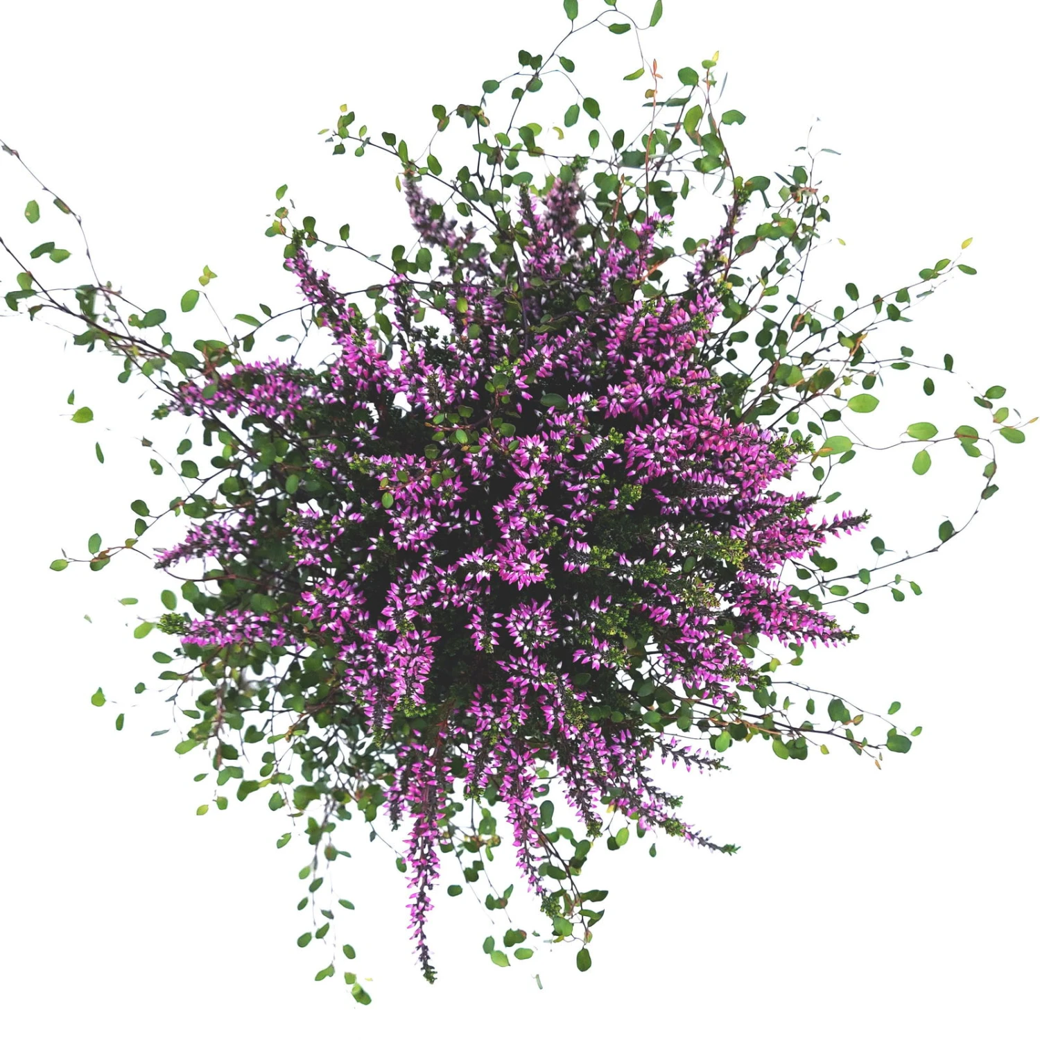 Knospenheide & Mühlenbeckia Mix Rosa, Topf-Ø 13cm, 6er-Set – Bild 4