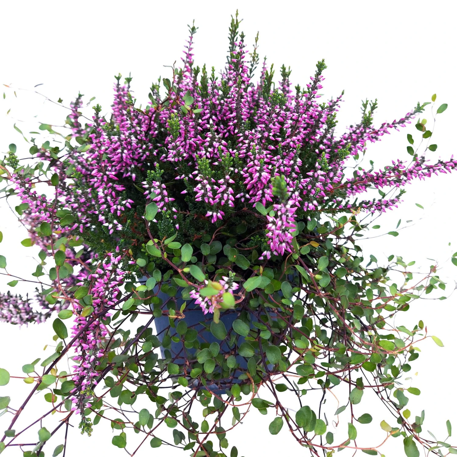 Knospenheide & Mühlenbeckia Mix Rosa, Topf-Ø 13cm, 6er-Set