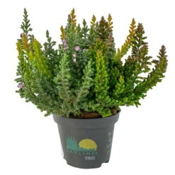 Besenheide SKYLINE® 'Trio', Mischung Zufällig, Topf-Ø 6 Cm, 12er-Set