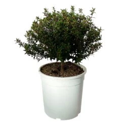 Myrte Weiß, Busch, Topf-Ø 19 Cm, Höhe Ca. 35 Cm