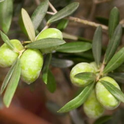 Olivenbaum, Stämmchen, Topf-Ø Ca. 32 Cm, Höhe Ca. 140 Cm