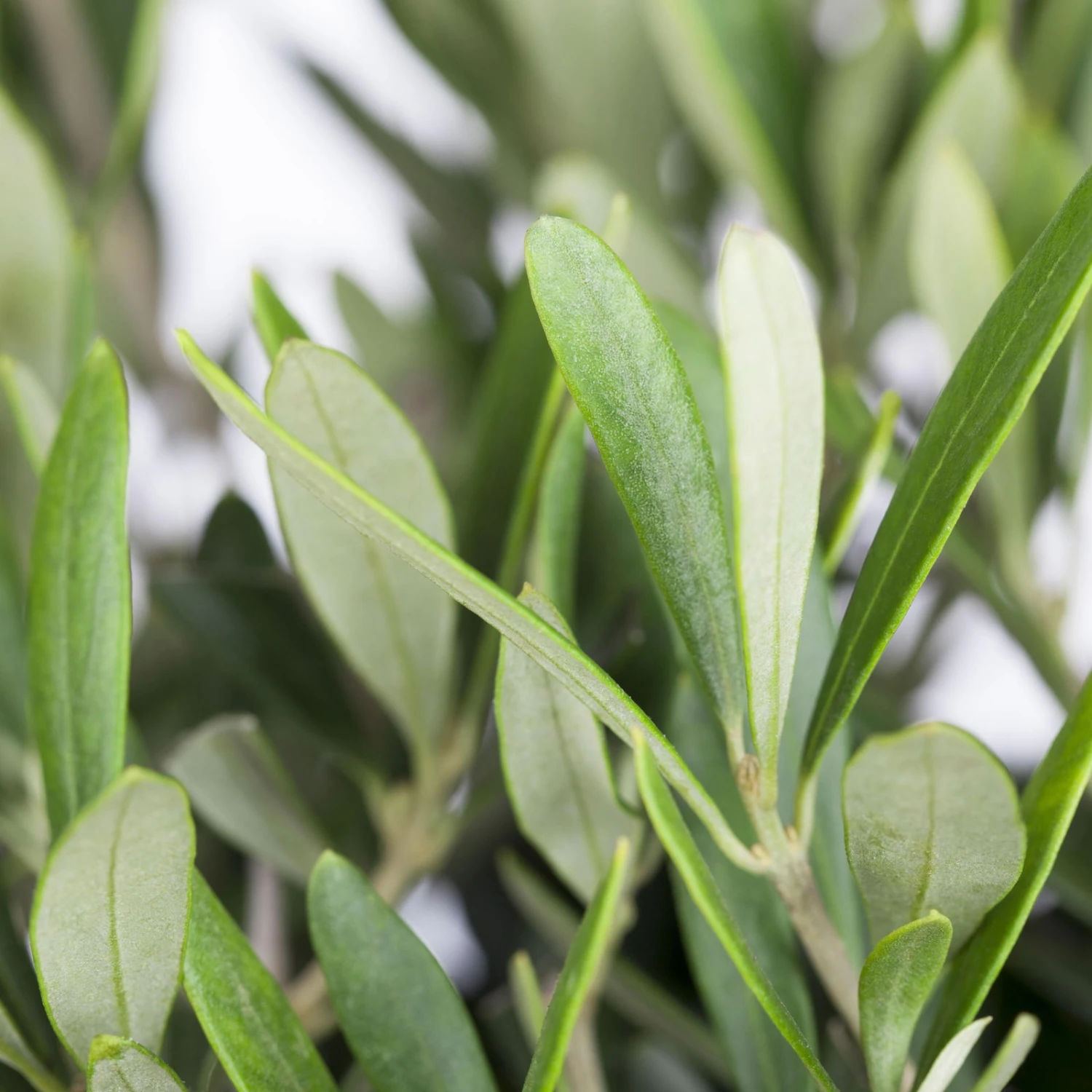 Olivenbaum, Stämmchen, Topf-Ø 40 Cm, Höhe Ca. 170 Cm – Bild 2