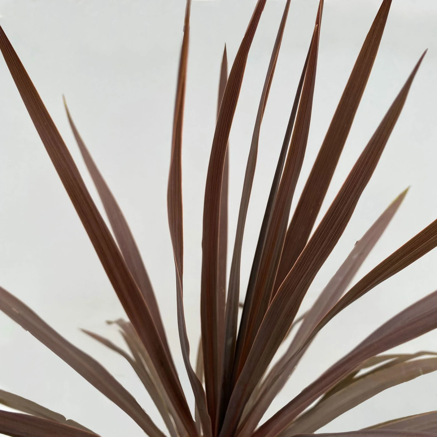 Keulenlilie 'Red Star' Rotlaubig, Topf-Ø 24 Cm, Höhe Ca. 80 Cm – Bild 3