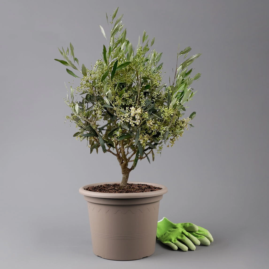 Olivenbaum, Busch, Topf-Ø 24 Cm, Höhe Ca. 80 Cm