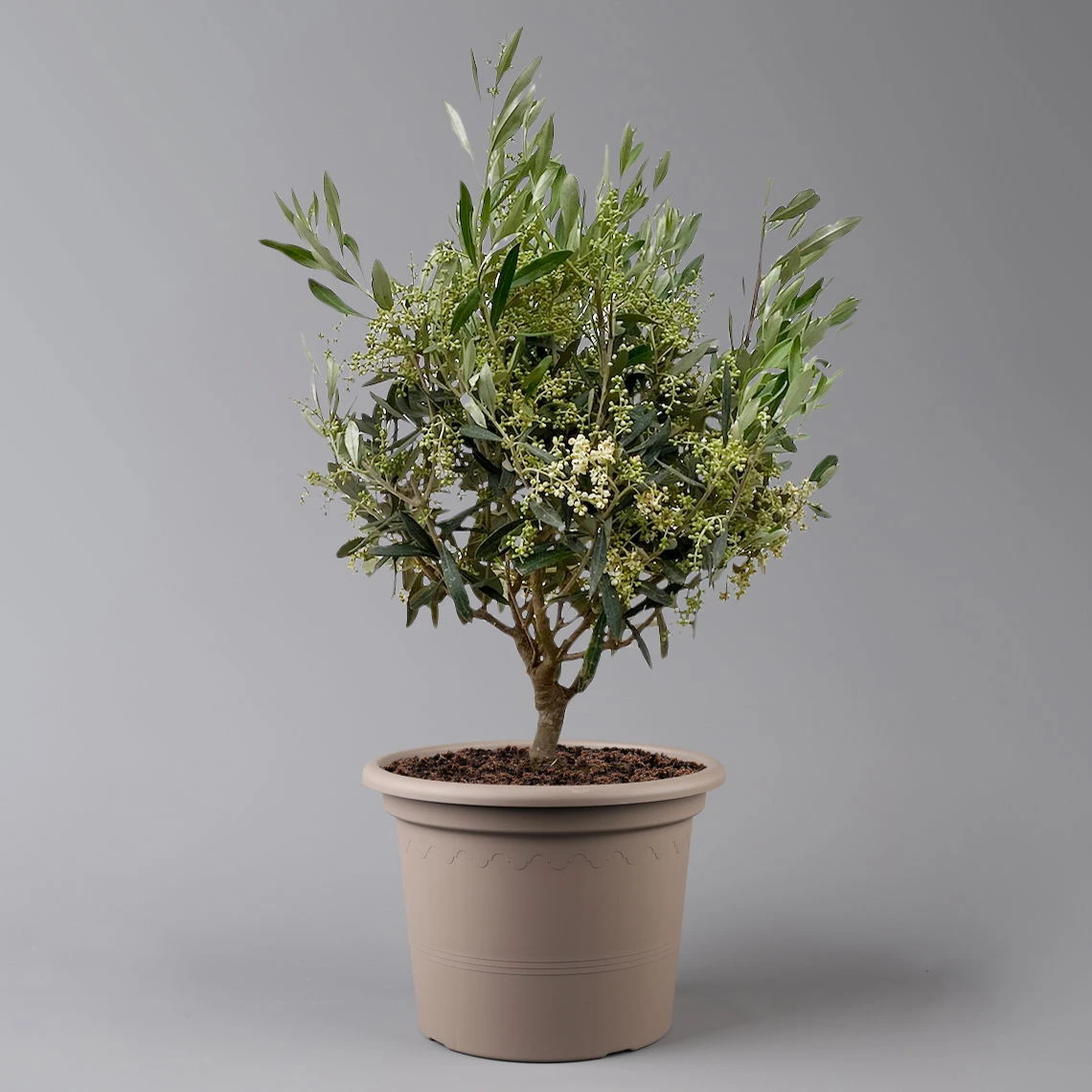 Olivenbaum, Busch, Topf-Ø 24 Cm, Höhe Ca. 80 Cm – Bild 4