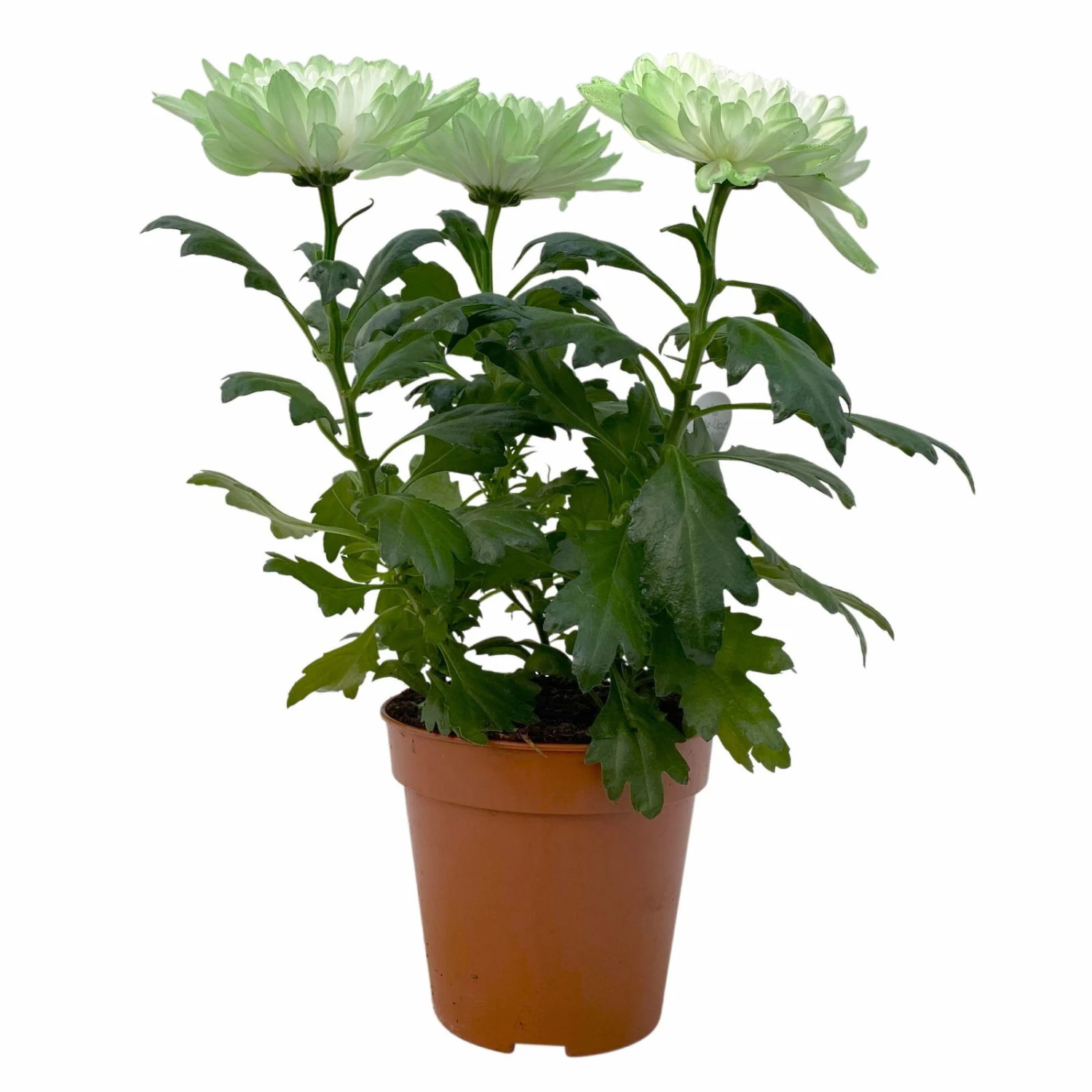 Chrysantheme 'Zembla Make-Upz® Uno Mix, Farben Zufällig, Topf-Ø 13 Cm, 3er-Set – Bild 6