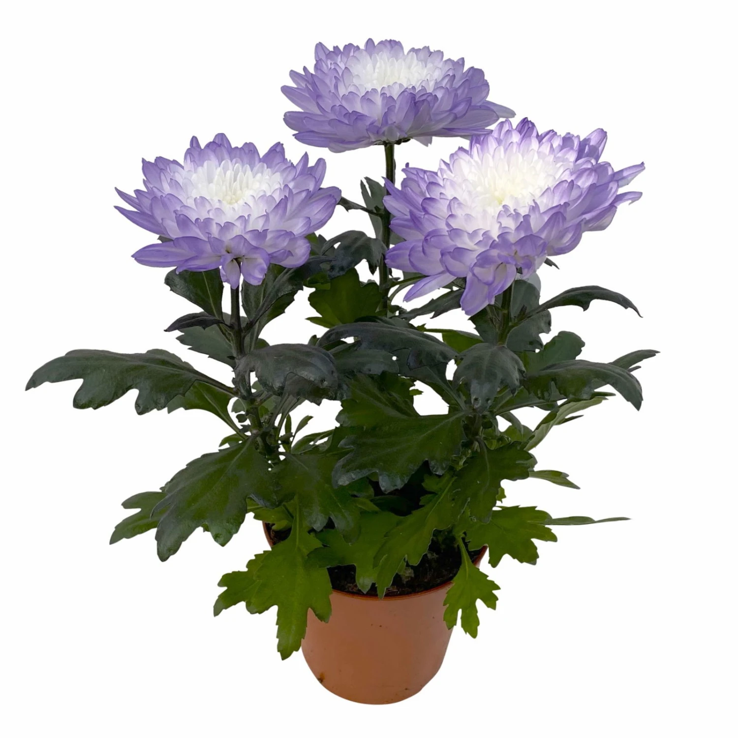 Chrysantheme 'Zembla Make-Upz® Uno Mix, Farben Zufällig, Topf-Ø 13 Cm, 3er-Set – Bild 11