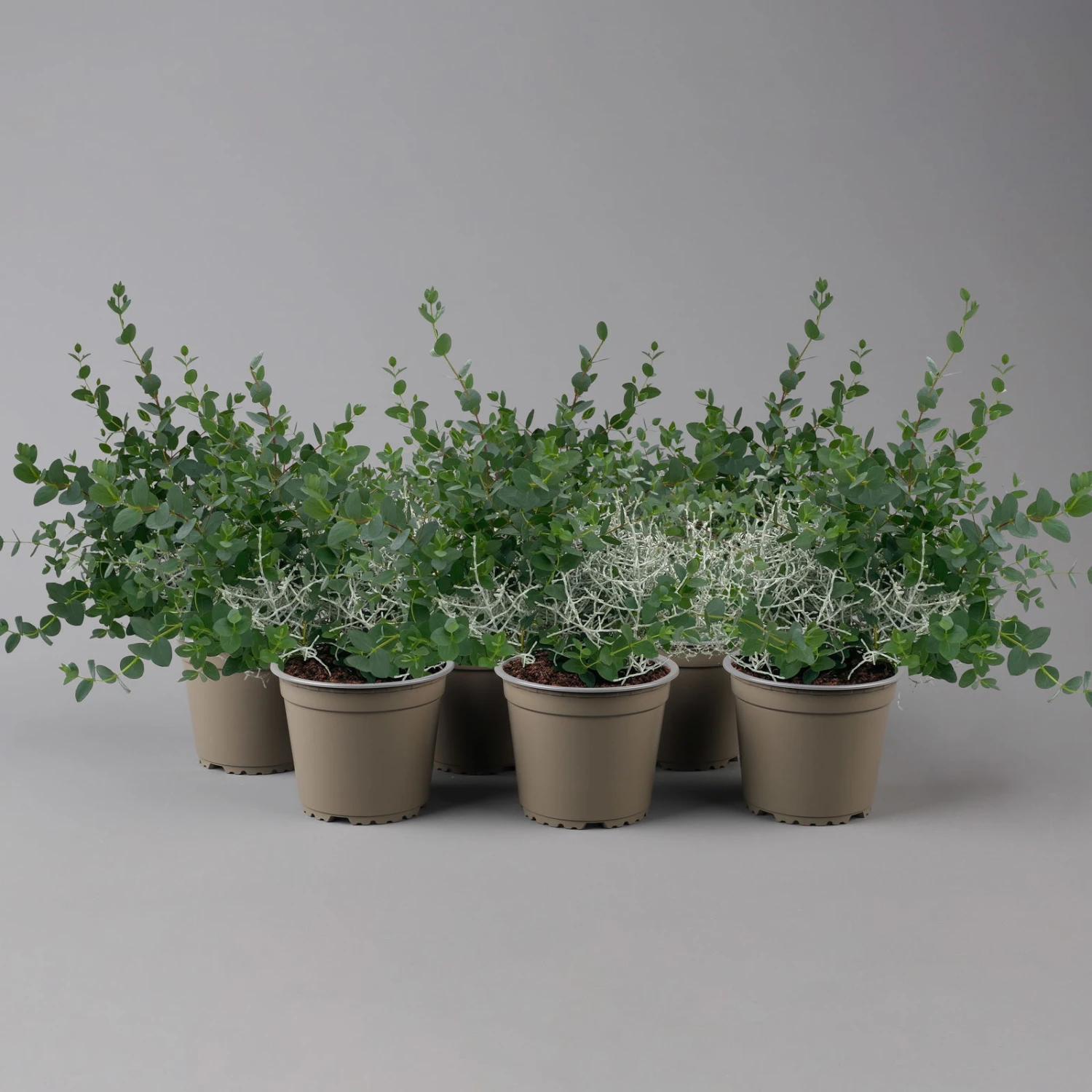 Silberdraht & Eukalyptus, Topf-Ø 13 Cm, 6er-Set