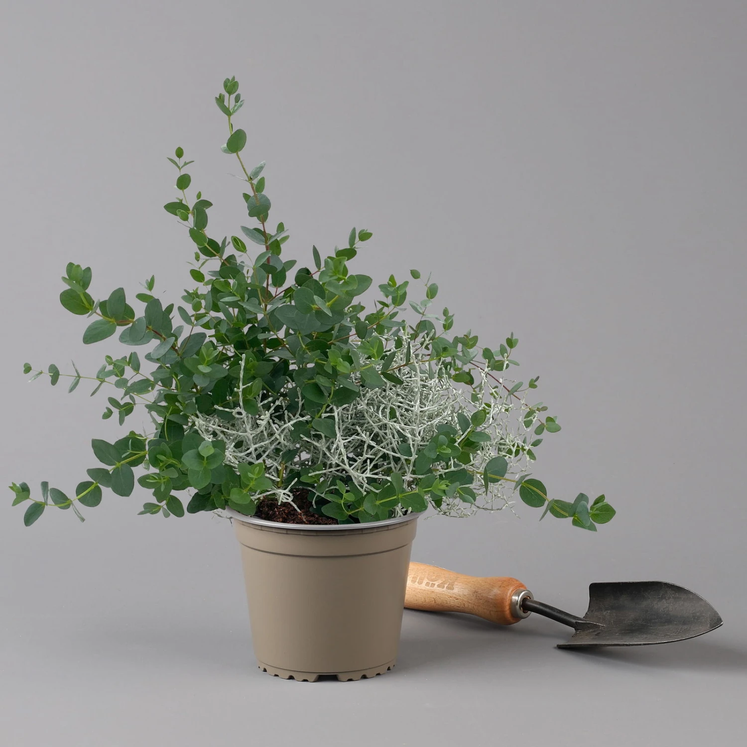 Silberdraht & Eukalyptus, Topf-Ø 13 Cm, 6er-Set – Bild 3