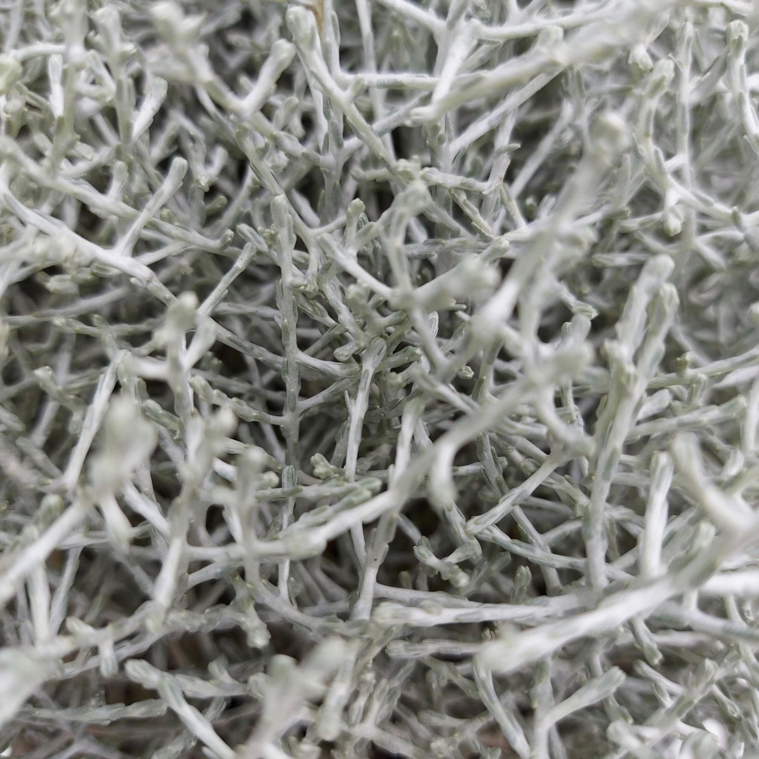 Calocephalus, Silber-grau, Topf-Ø 17 Cm, 3er-Set – Bild 2