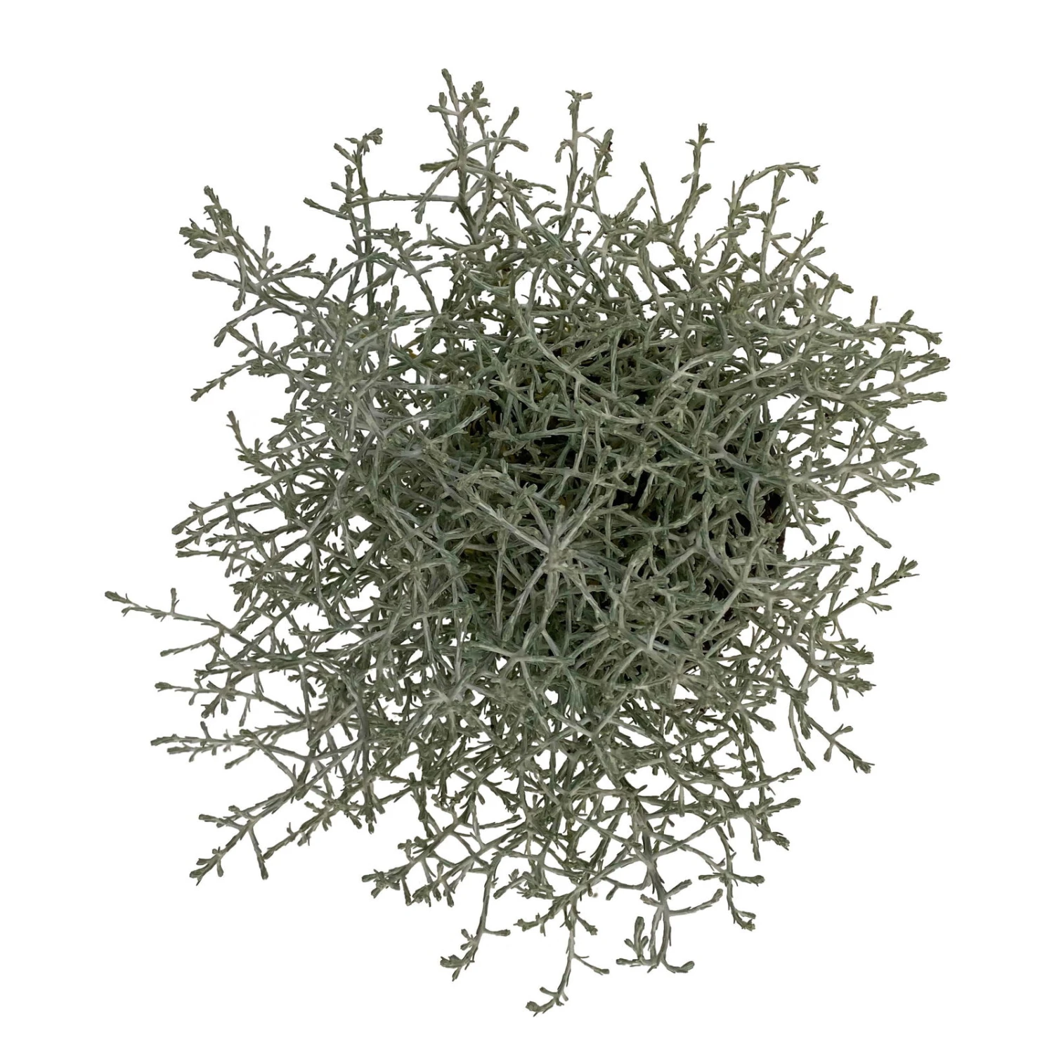 Calocephalus, Silber-grau, Topf-Ø 10,5 Cm, 8er-Set – Bild 4