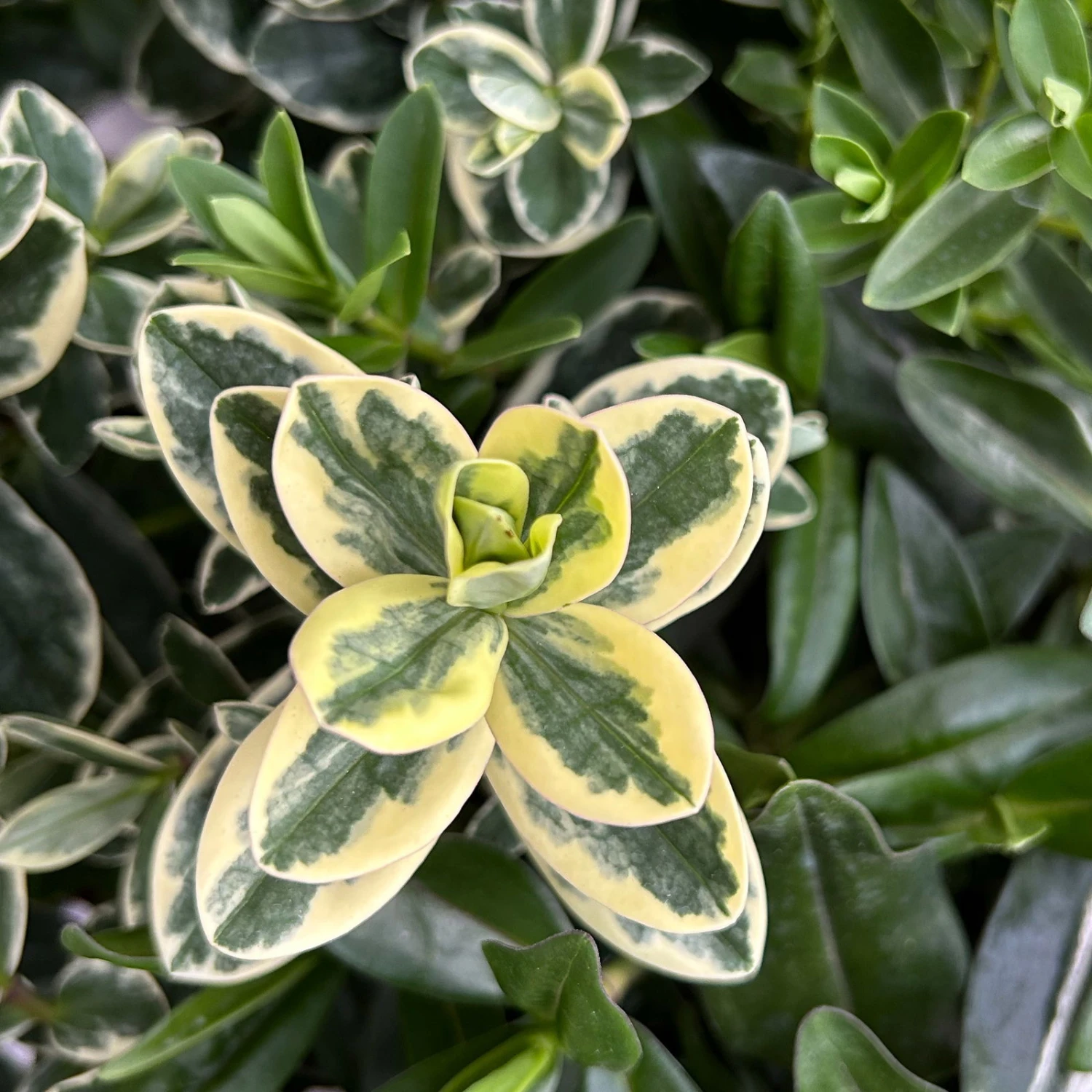 Hebe 'Trio', Farben Zufällig, Grün & Buntlaubig, Topf-Ø 23 Cm – Bild 3