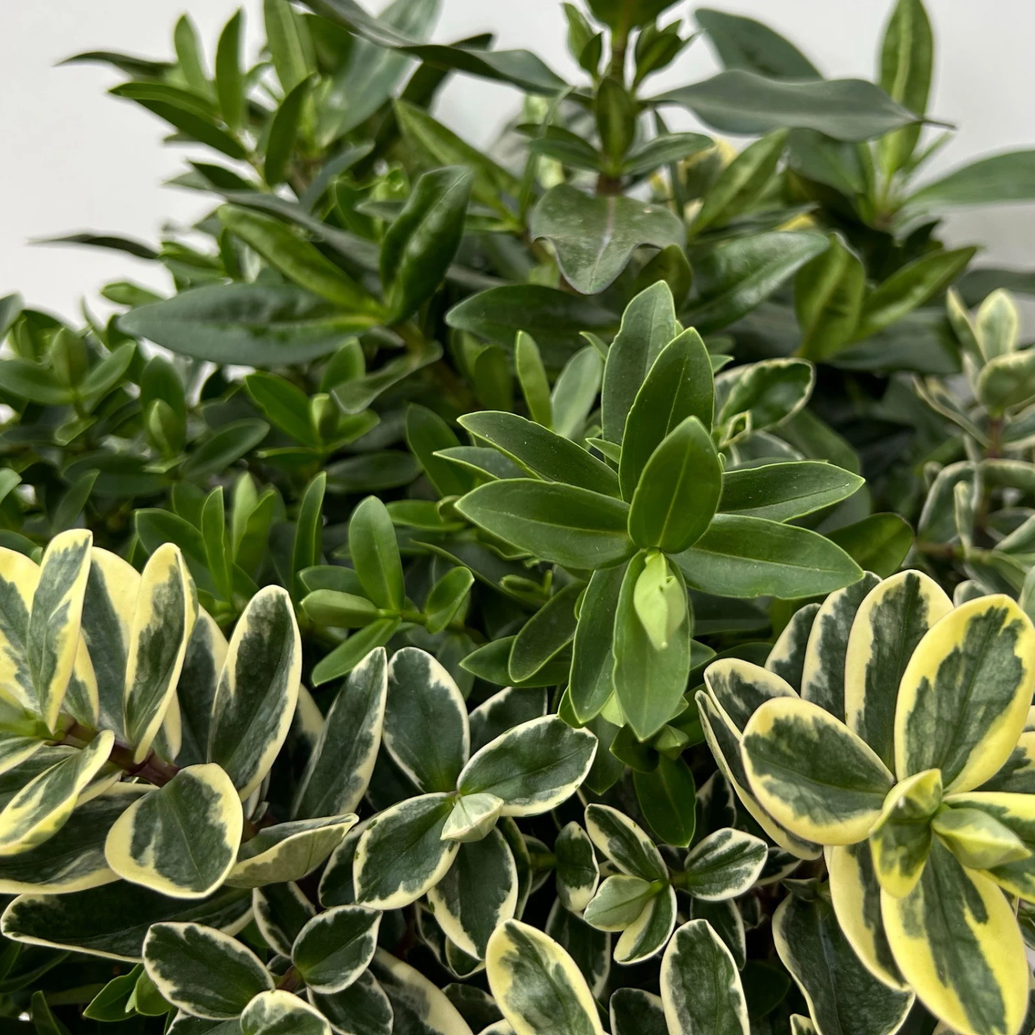 Hebe 'Trio', Farben Zufällig, Grün & Buntlaubig, Topf-Ø 23 Cm