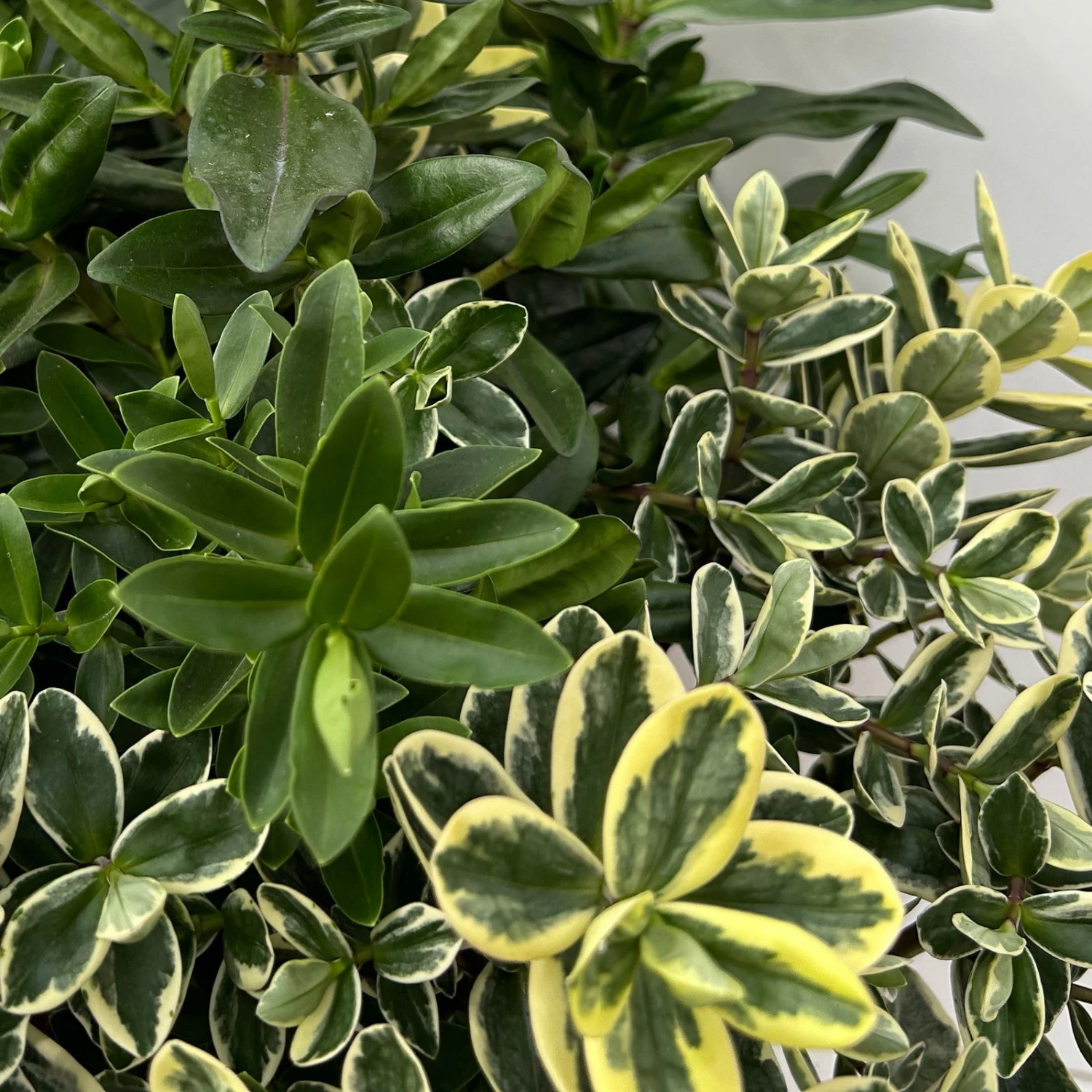 Hebe 'Trio', Farben Zufällig, Grün & Buntlaubig, Topf-Ø 23 Cm – Bild 2