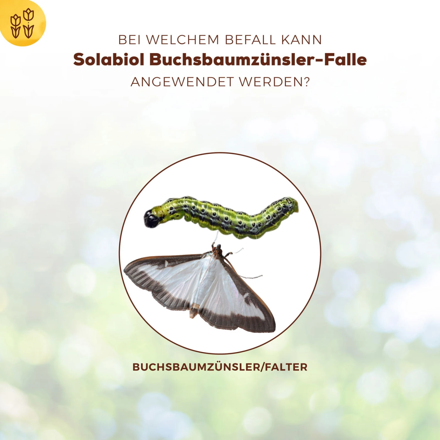 Solabiol Buchsbaumzünsler-Falle, Ausreichend Für Bis Zu 180 M² – Bild 3