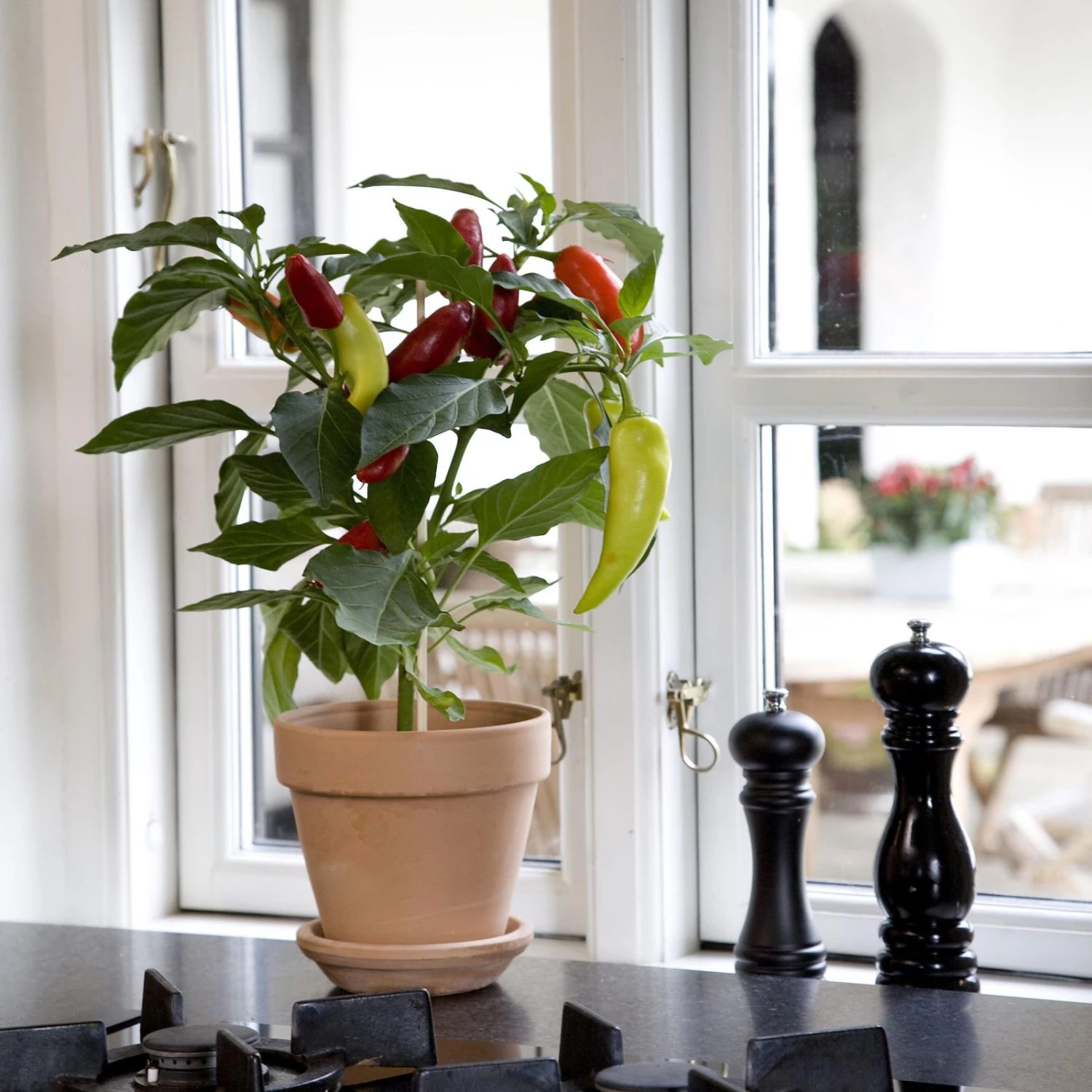 Blu Bio Snack-Chili, Mittelscharf, Topf-Ø 12 Cm, 3er-Set – Bild 2